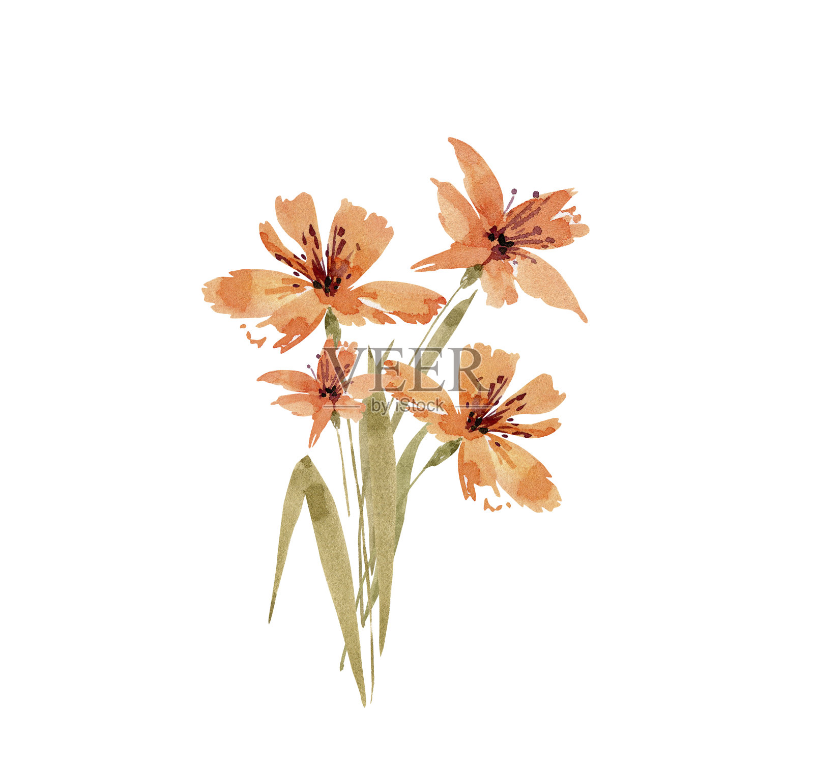 精致水彩橙百合花束，手绘。插画图片素材