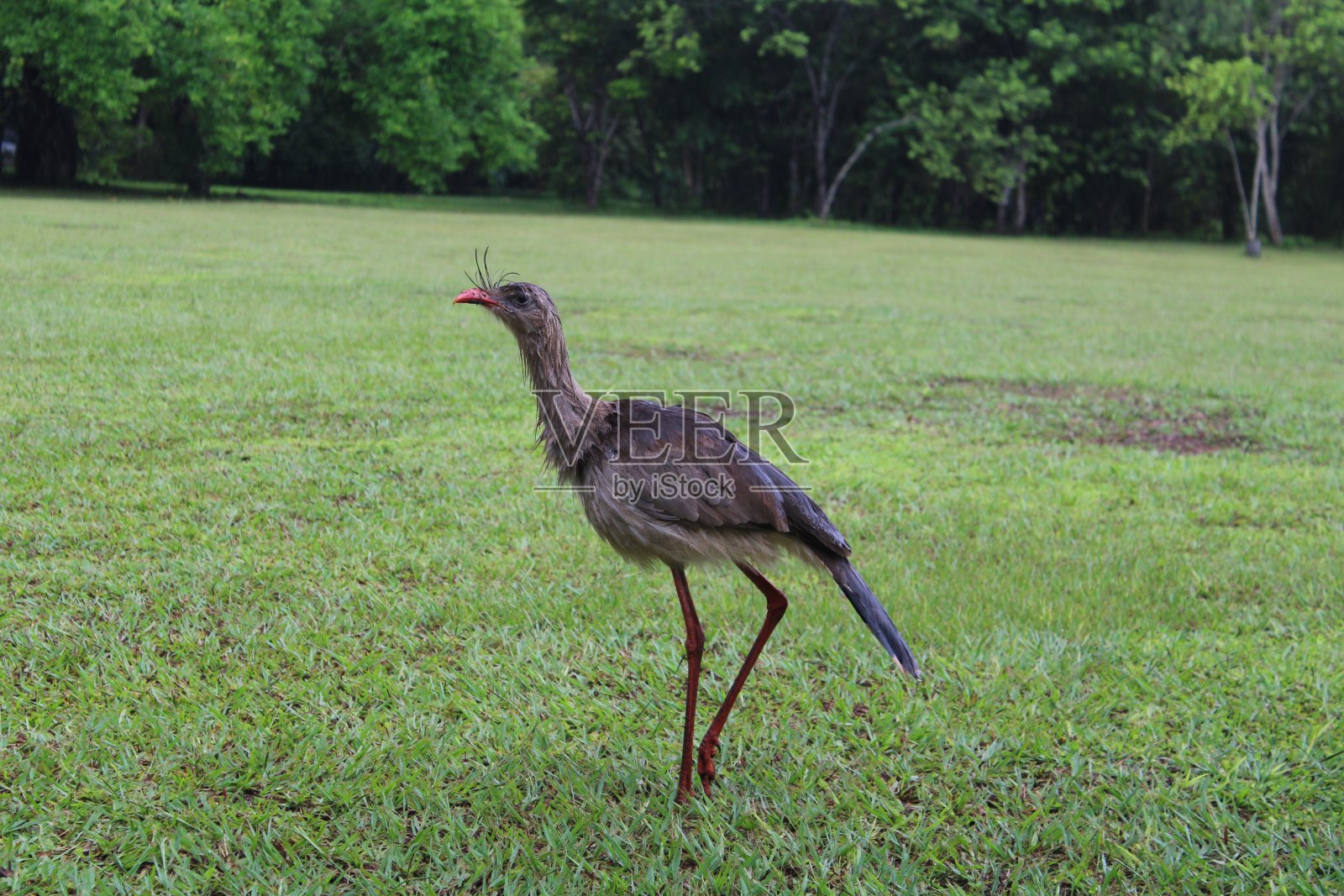 草地上的鸭子特写镜头照片摄影图片