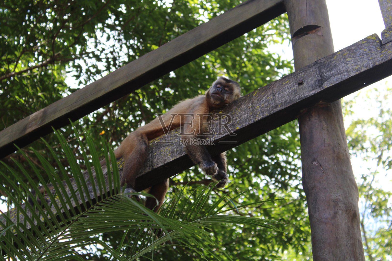 猴子睡觉照片摄影图片