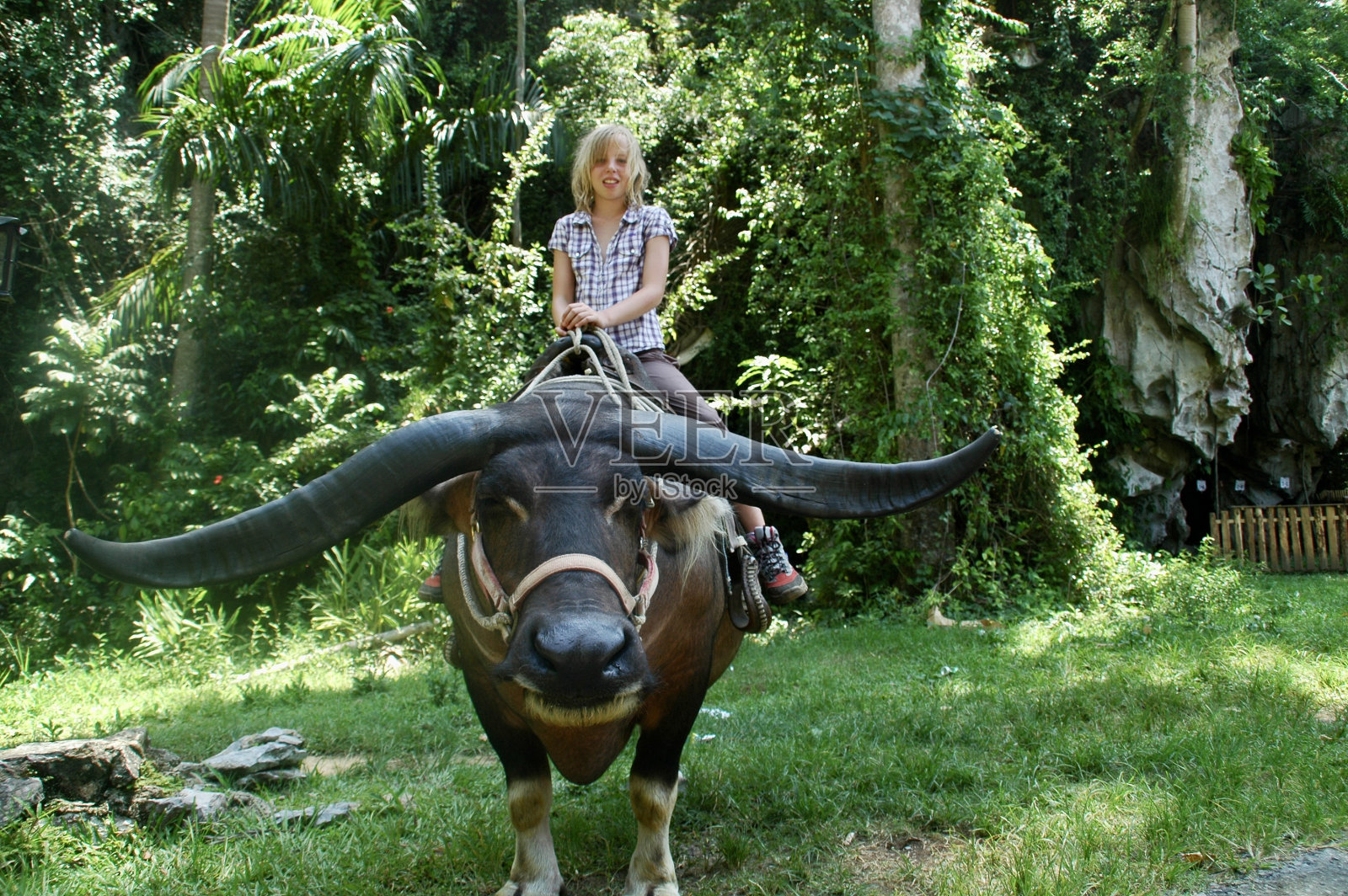 骑在牛上的女孩照片摄影图片