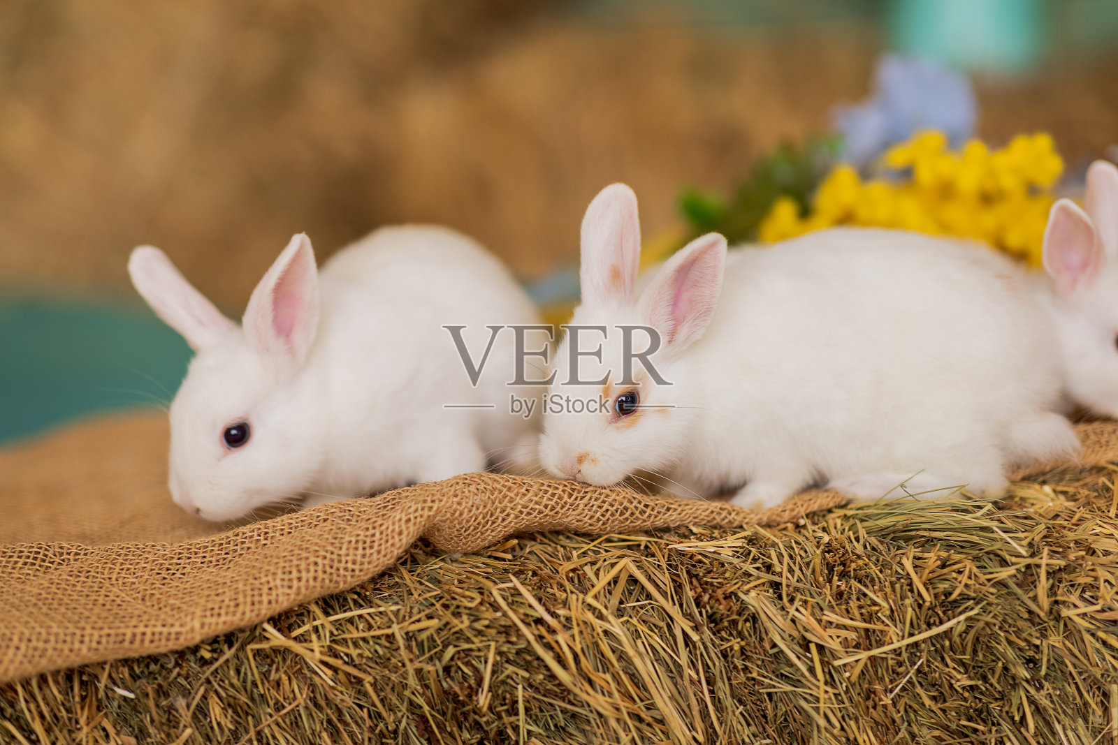 两只白兔正坐在干草上，旁边是一束蓝色和黄色的花。毛茸茸的动物,啮齿动物。复活节。象征2023年新年、圣诞节。照片摄影图片