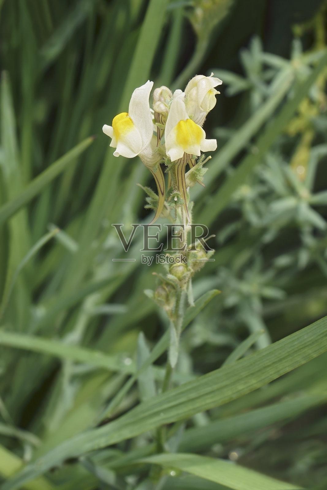 近距离的图像爬行黄油和鸡蛋花。照片摄影图片