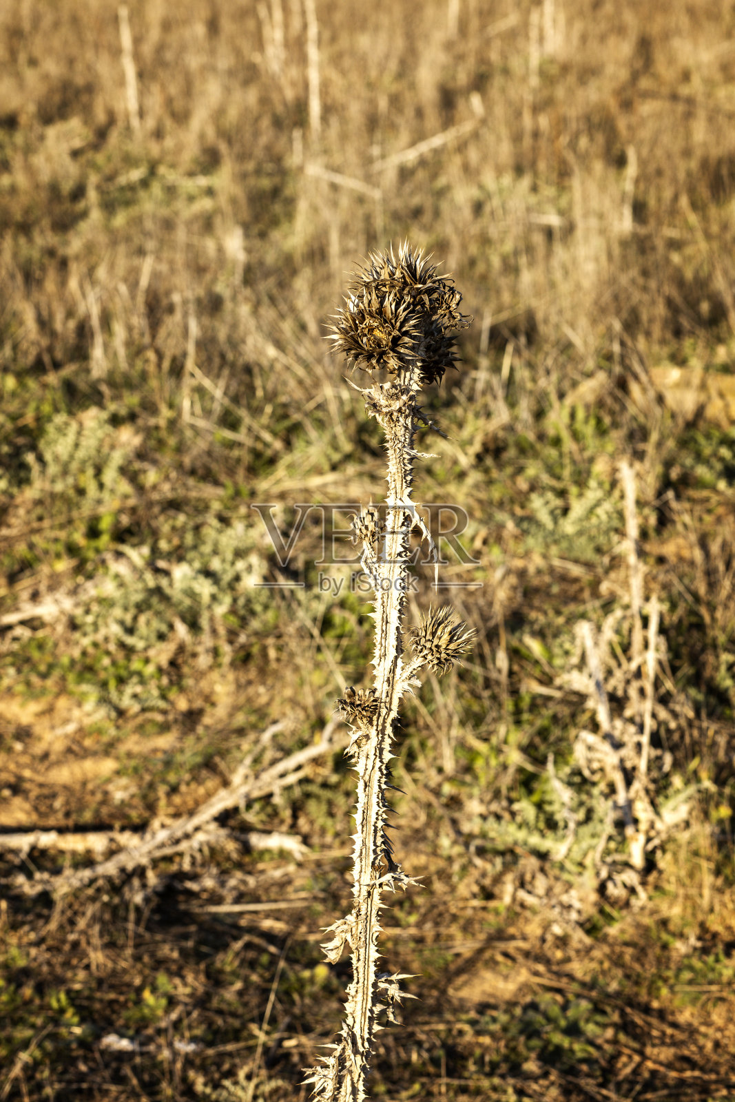 草地上开着干花的高蓟照片摄影图片