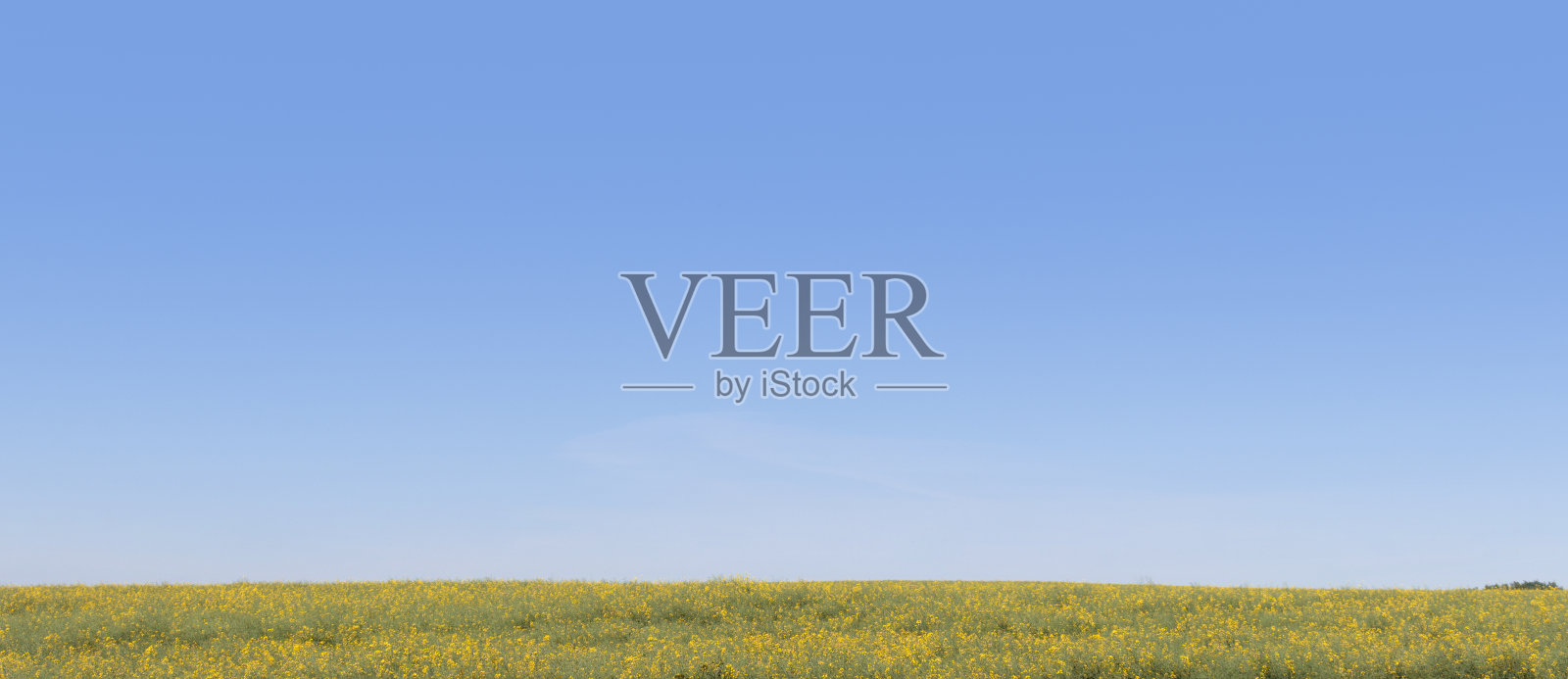 绿油油的田野，湛蓝的天空。夏天的风景。照片摄影图片