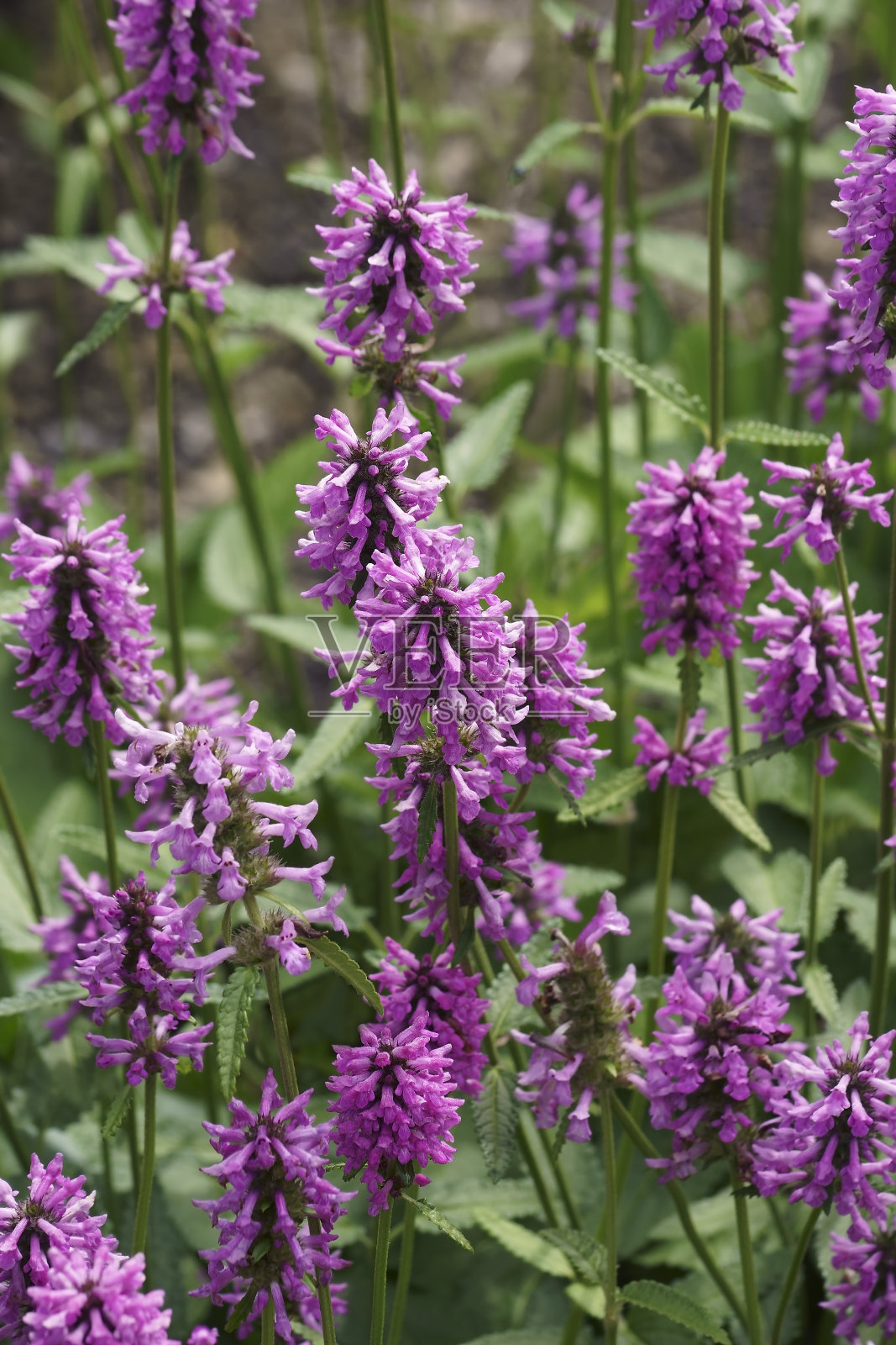 普通树篱花的特写图像照片摄影图片