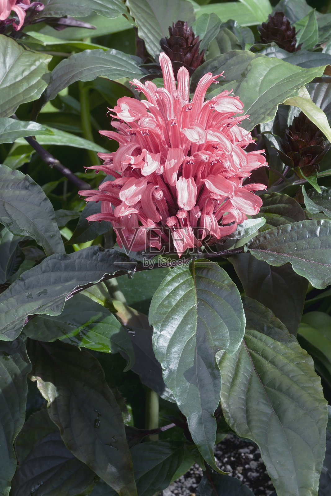 巴西羽花的特写图片。照片摄影图片