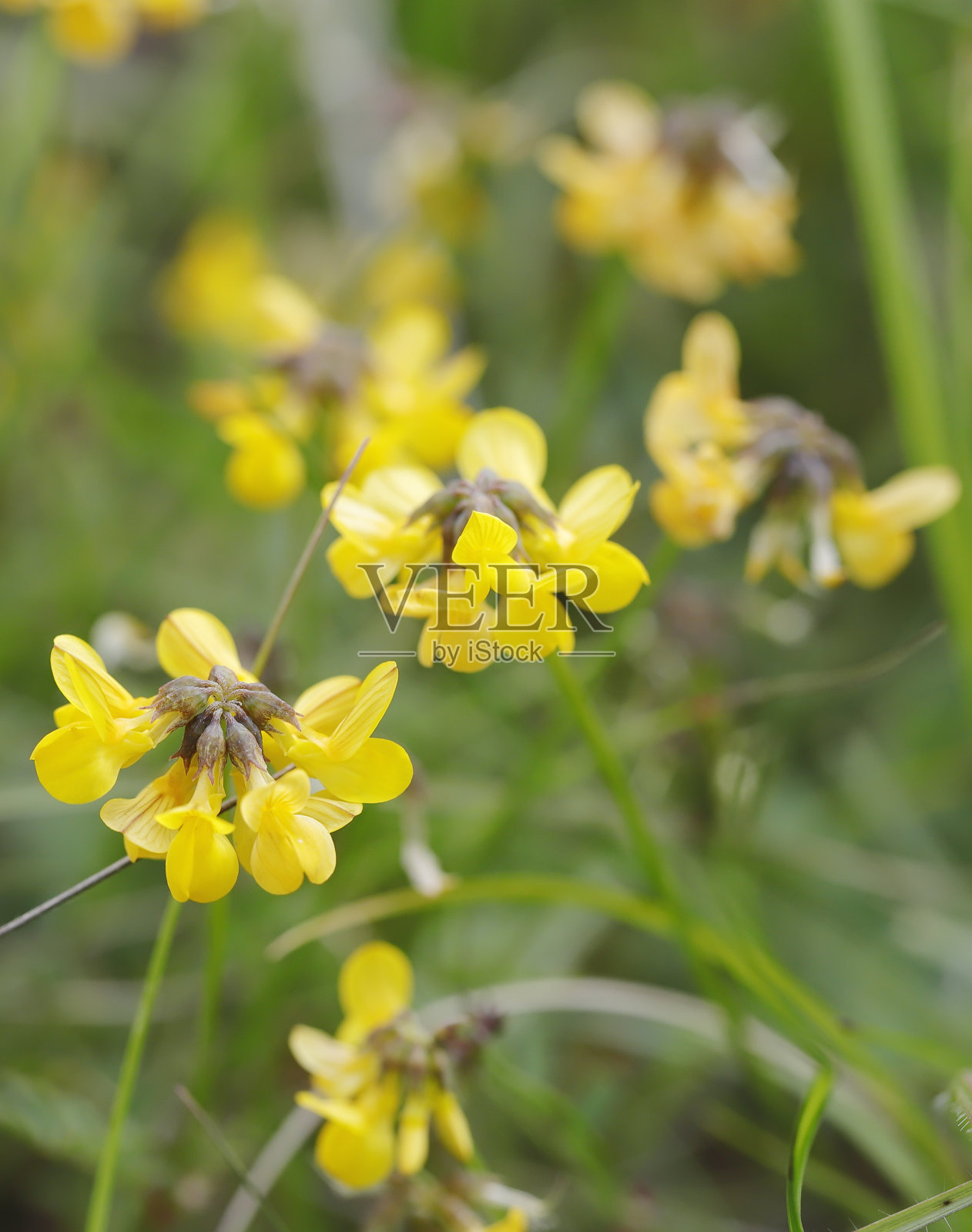 马蹄黄芪照片摄影图片