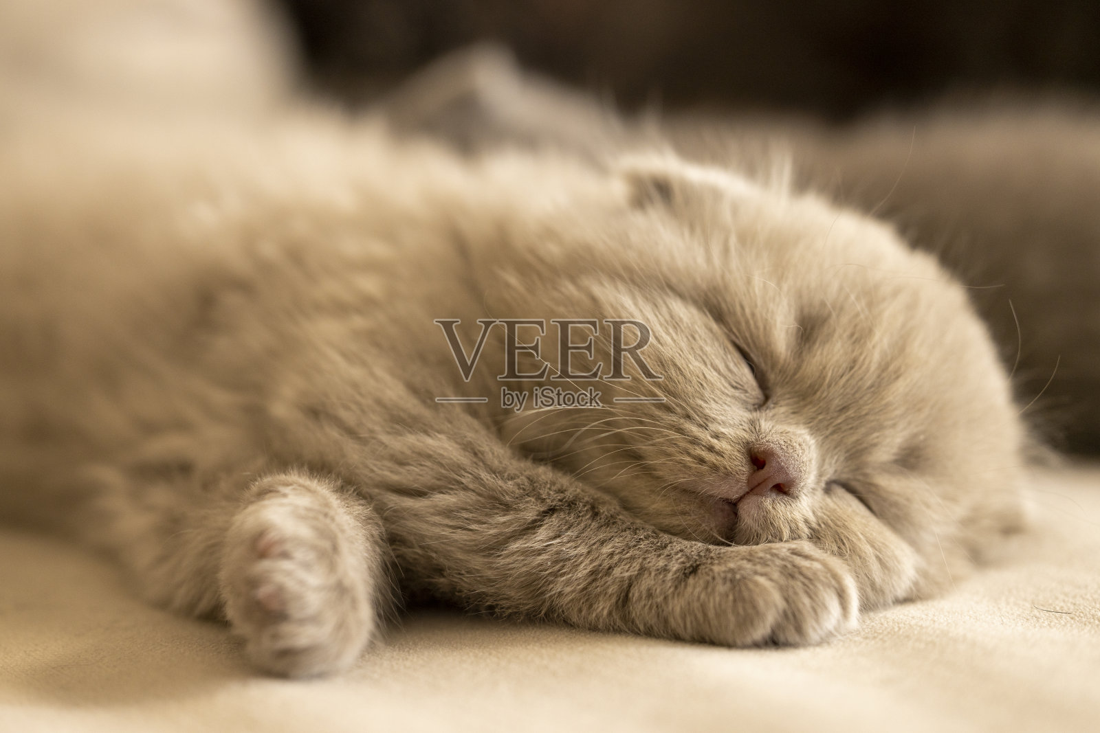 家里的沙发上躺着一只淡紫色的苏格兰折耳猫照片摄影图片