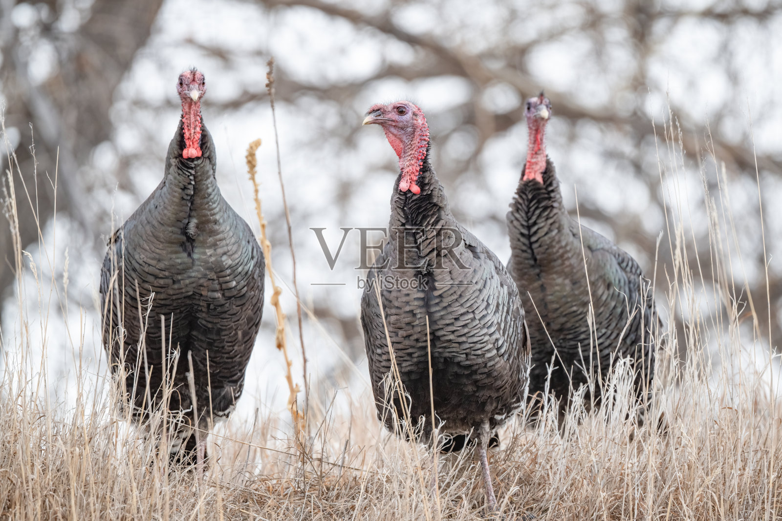 野生火鸡用五颜六色的羽毛举行交配仪式照片摄影图片