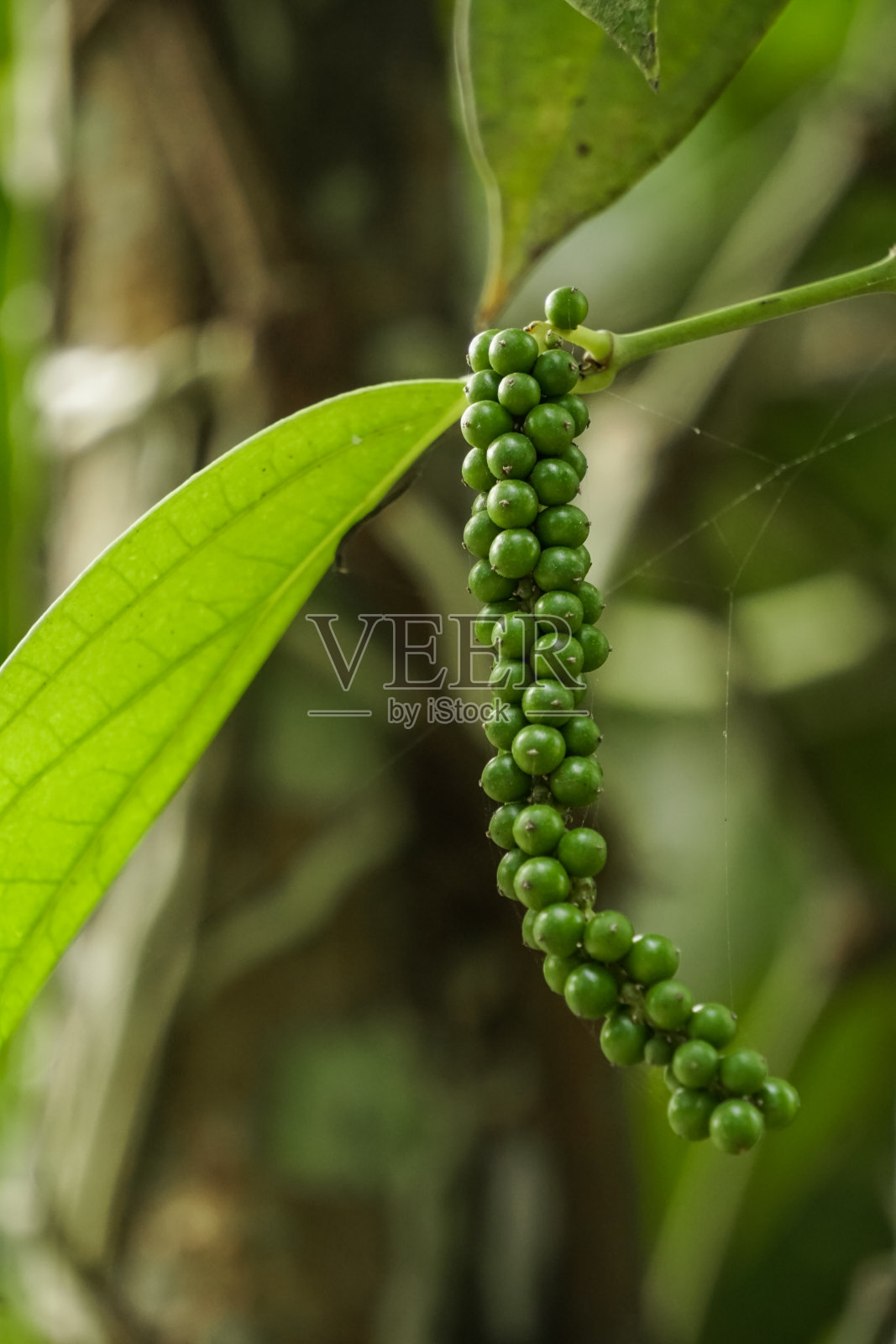 胡椒种子在树上照片摄影图片