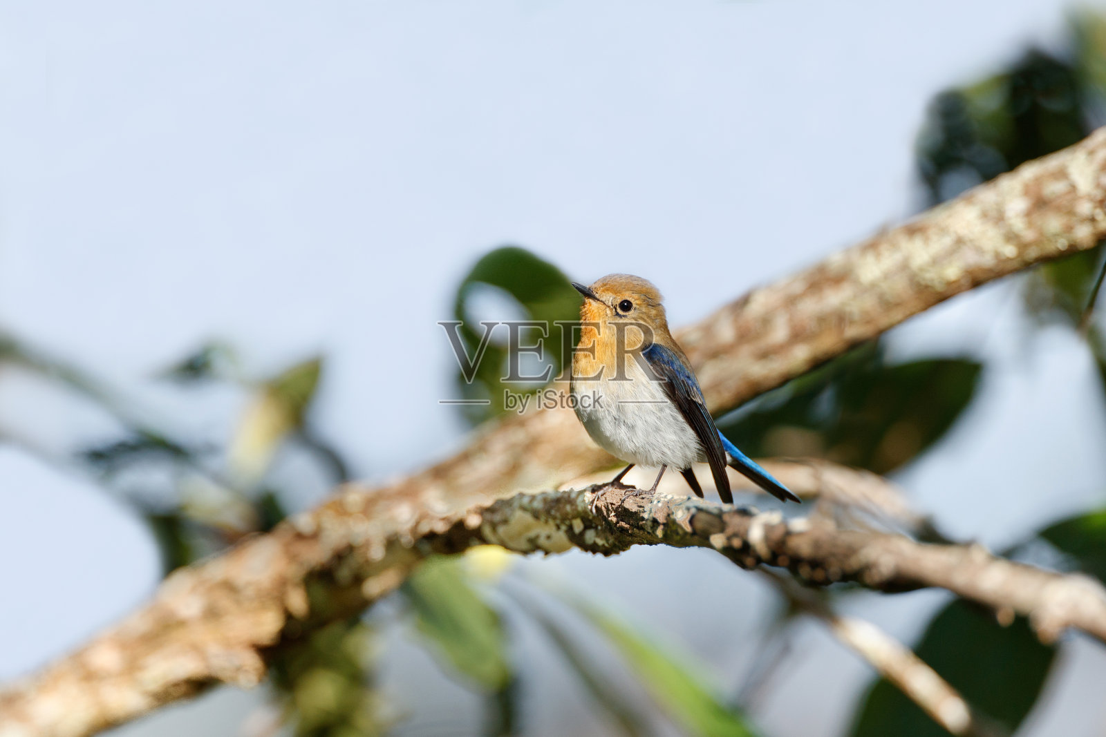 捕蝇鸟:成年雄性蓝宝石捕蝇鸟(Ficedula Sapphire)。照片摄影图片