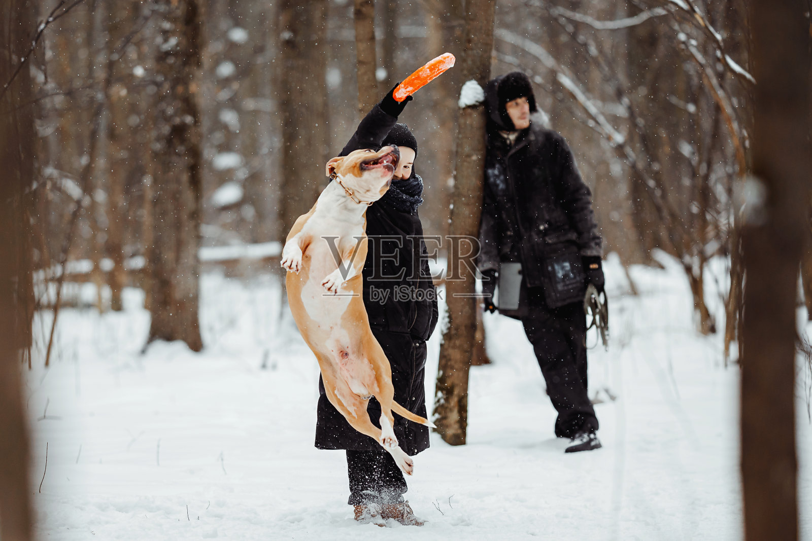 优美跳跃中的美国斯塔福梗犬照片摄影图片