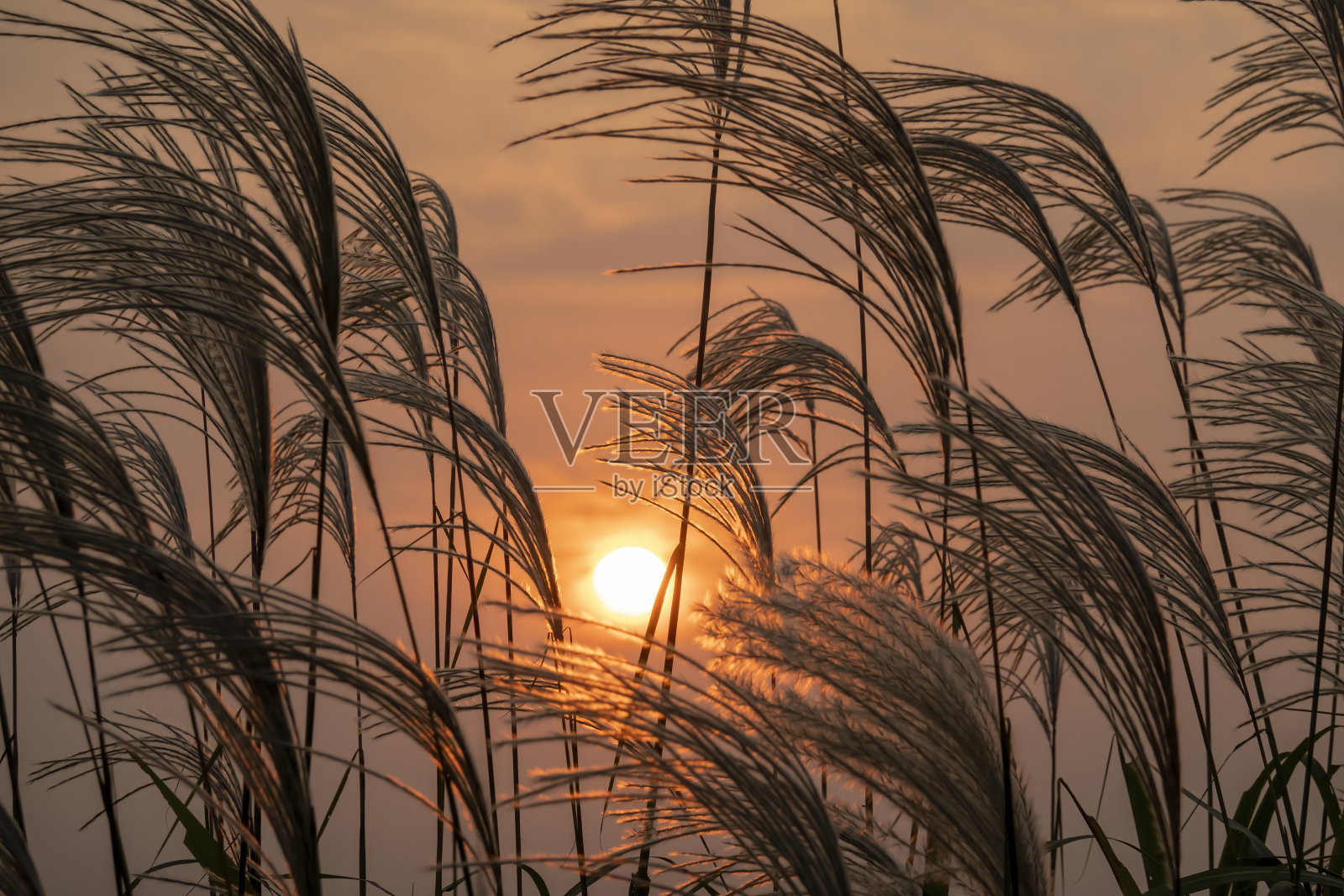芦苇在日落时分照片摄影图片