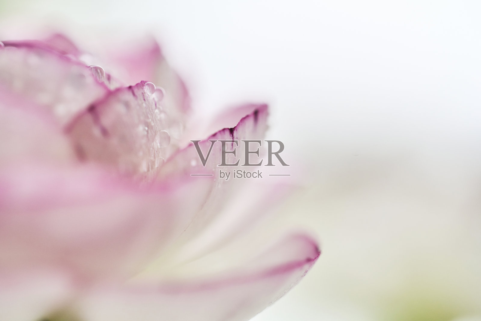 露水和花照片摄影图片