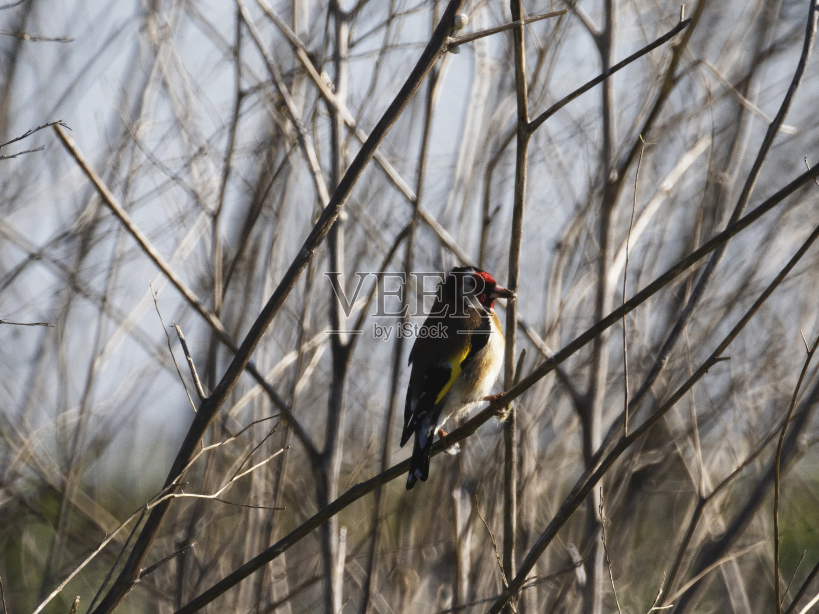 欧洲金翅雀照片摄影图片