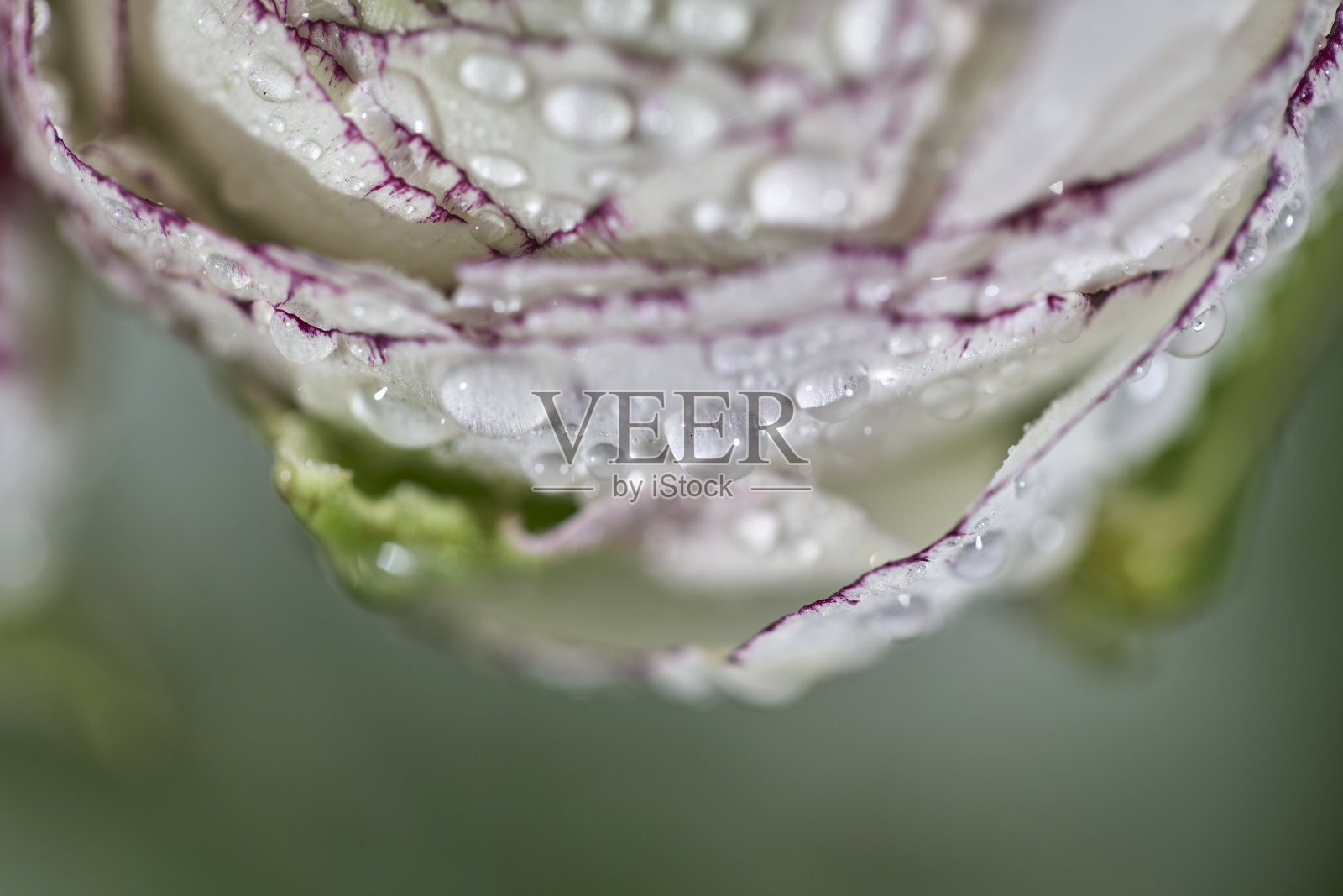 露水和花照片摄影图片