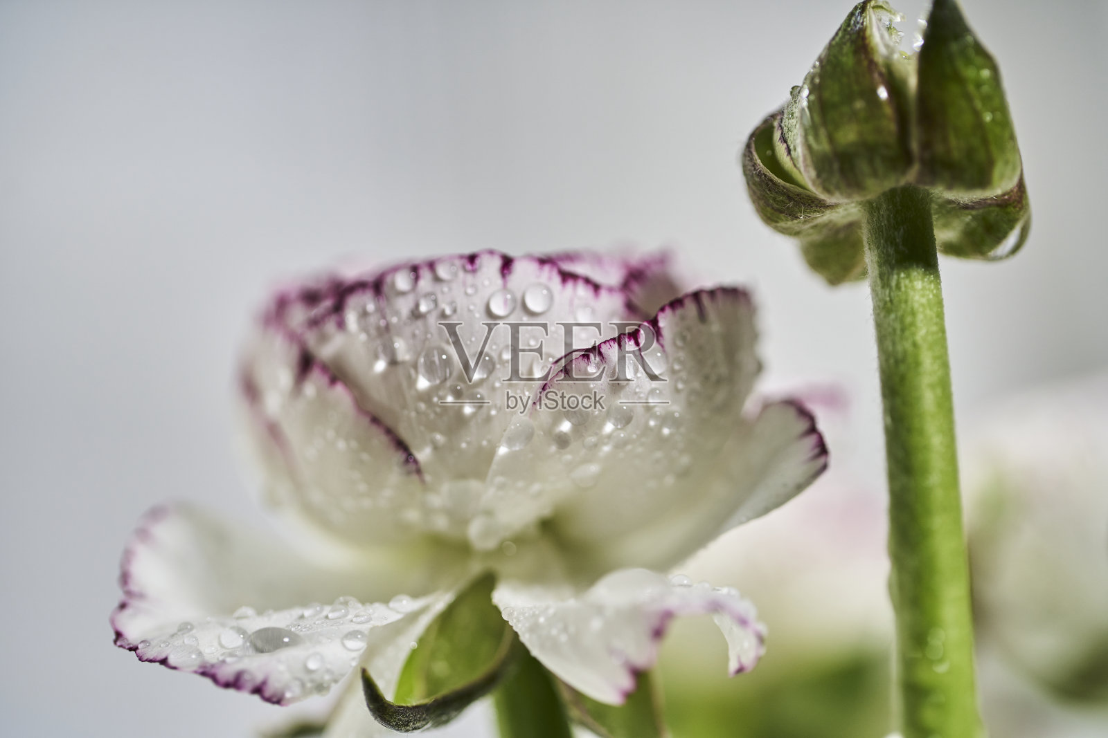 露水和花照片摄影图片