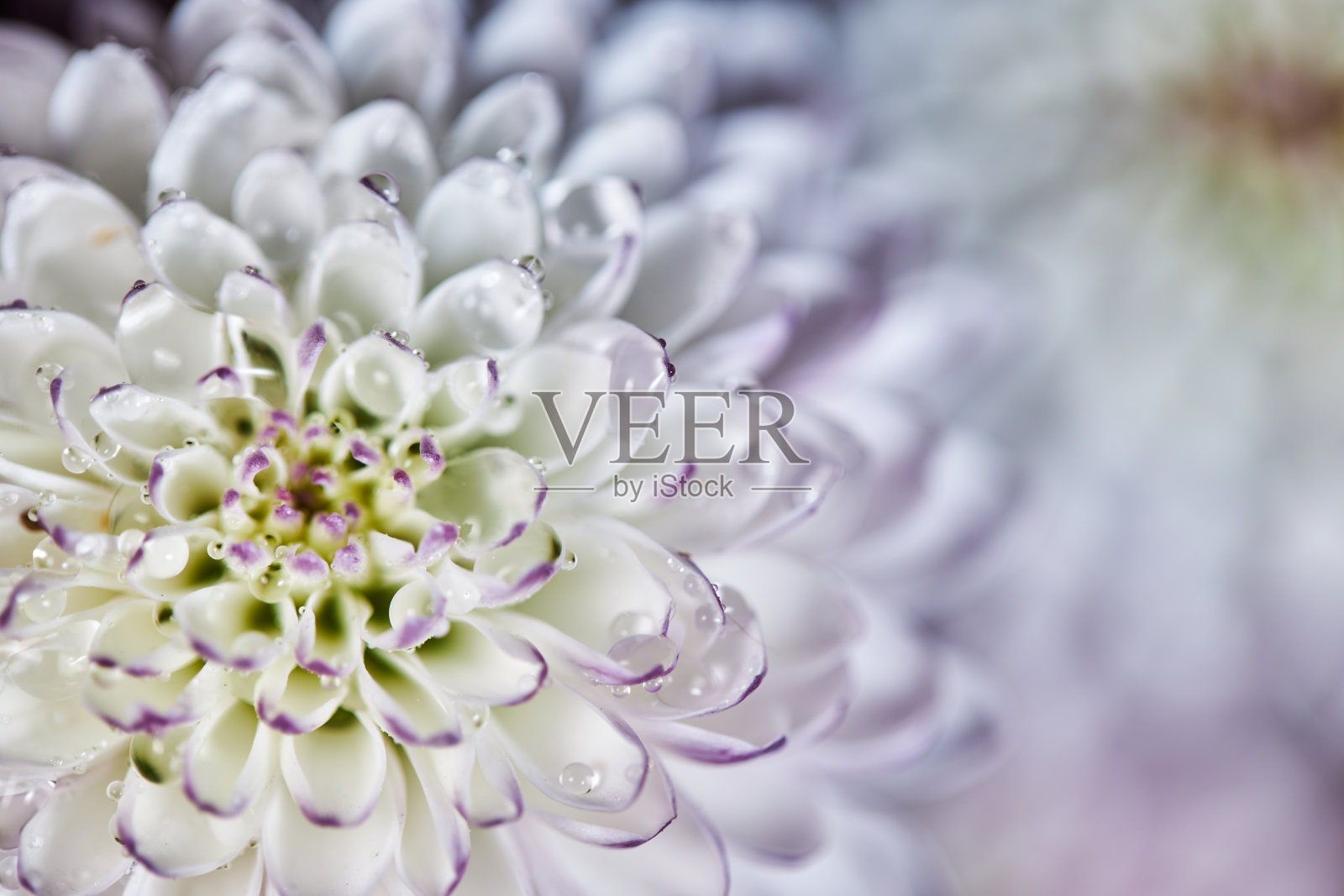 露水和花照片摄影图片