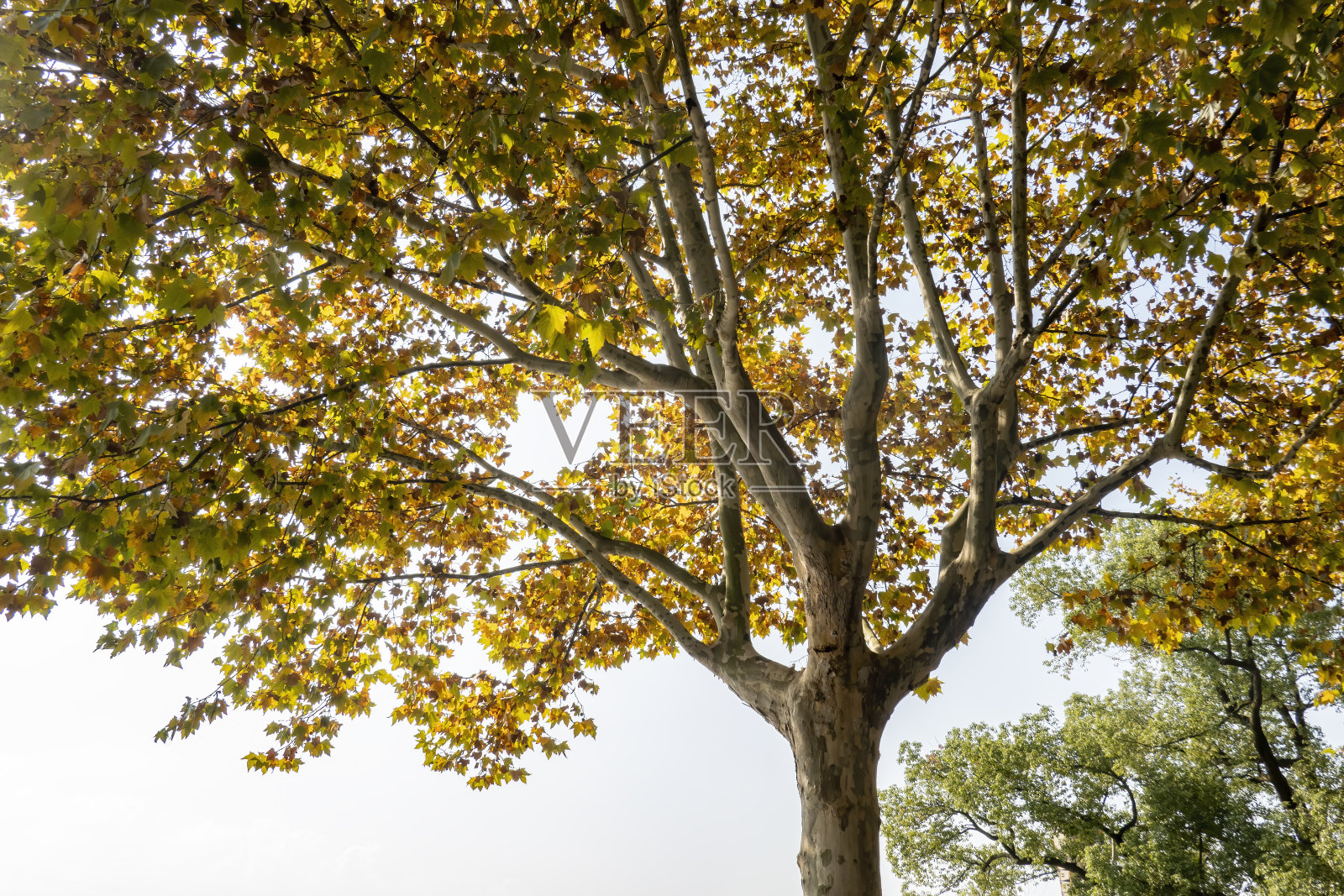 秋天，黄色的树冠下的蓝天照片摄影图片