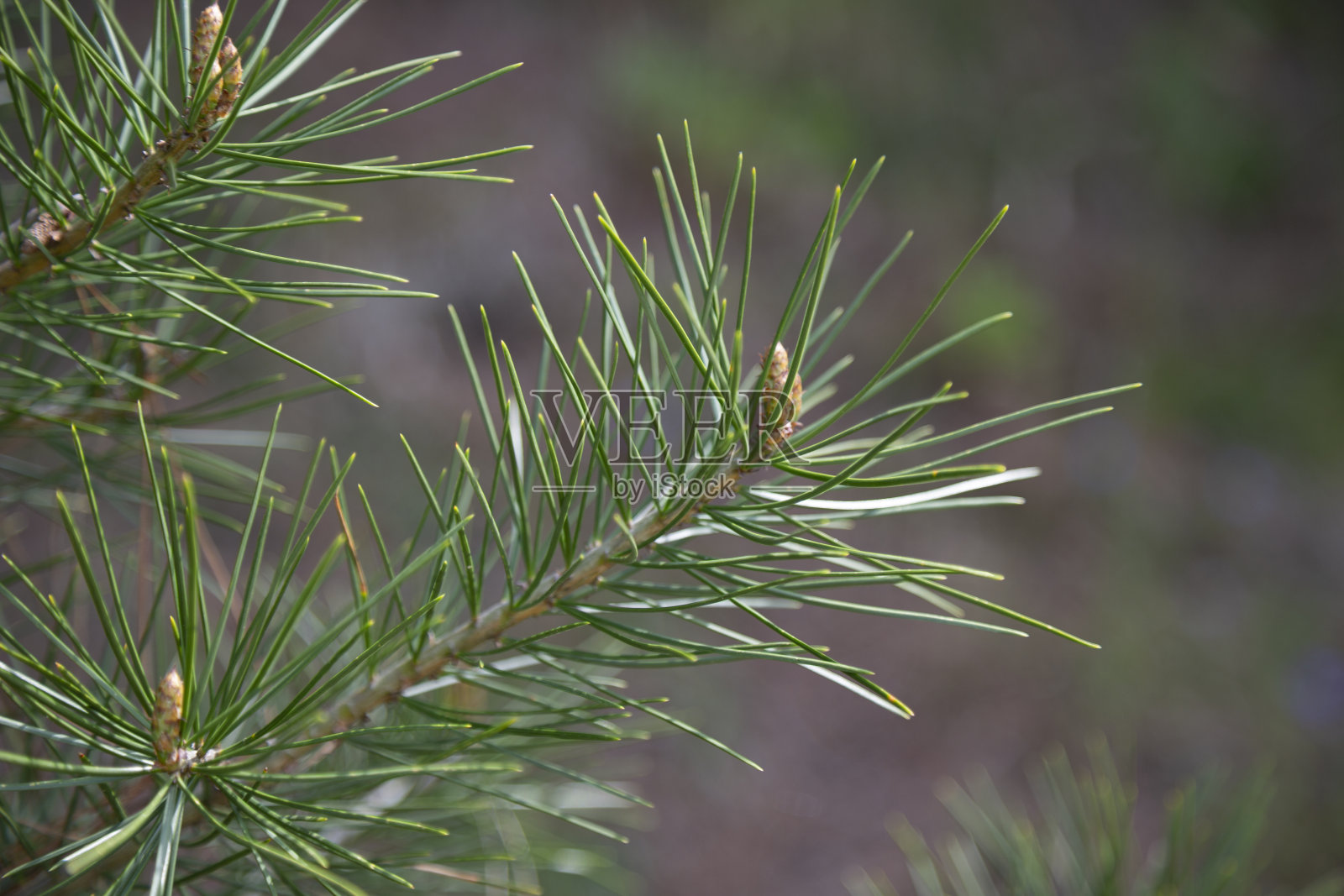 樟子松，苏格兰松木，欧洲赤松，苏格兰松木或波罗的海松枝，花有球果照片摄影图片