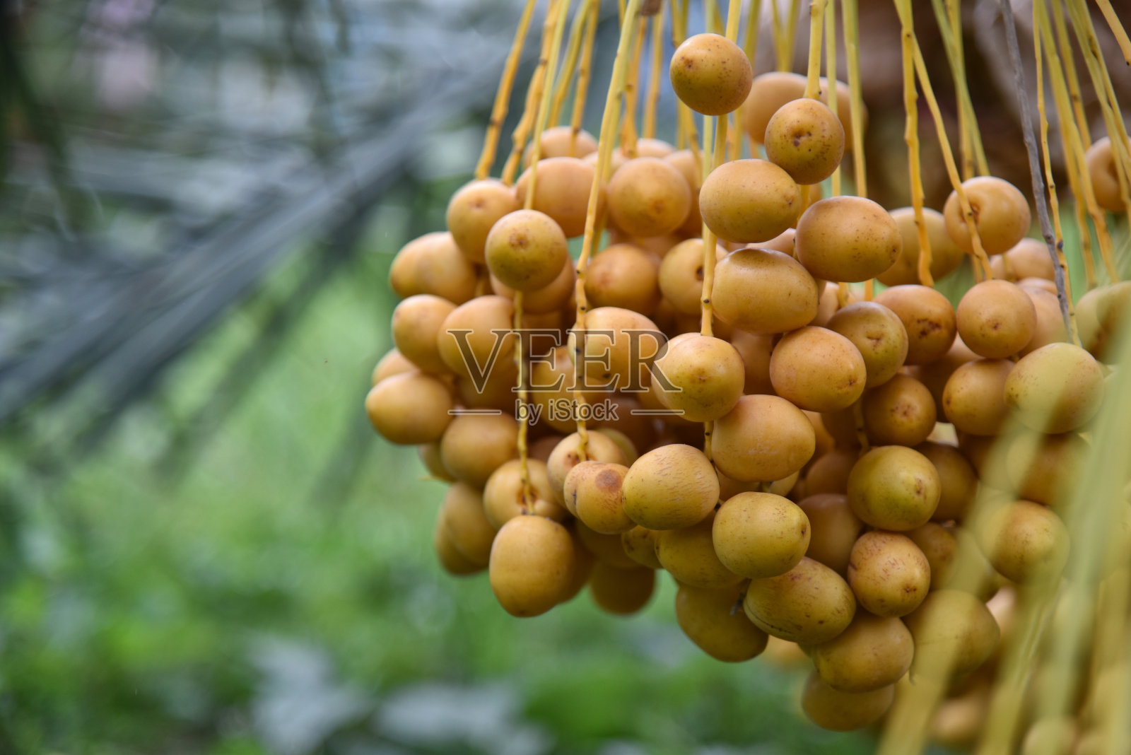 从棕榈树上摘下来的新鲜枣子。Barhi椰枣棕榈黄果(Phoenix Dactylifera)在有机果园进行采摘，具有口感好、香甜、酥脆、美味的健康食品理念。集团棕榈照片摄影图片