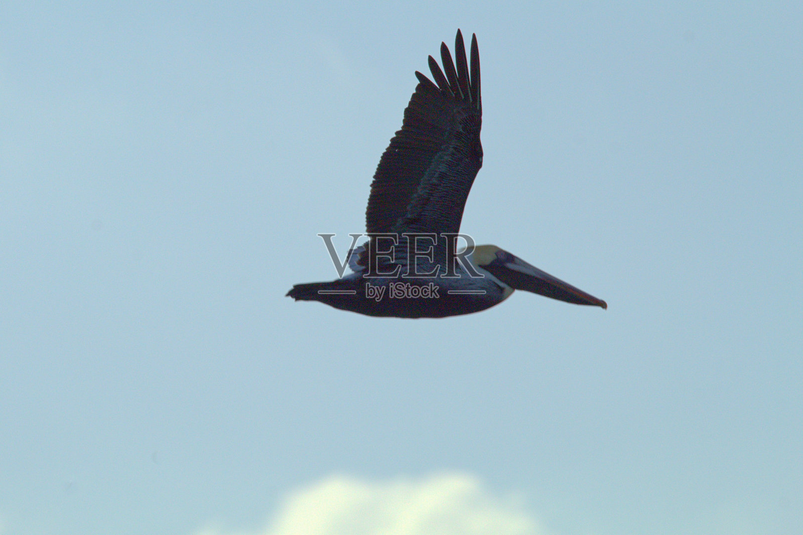 鹈鹕在海滩上的农奴上空飞过照片摄影图片