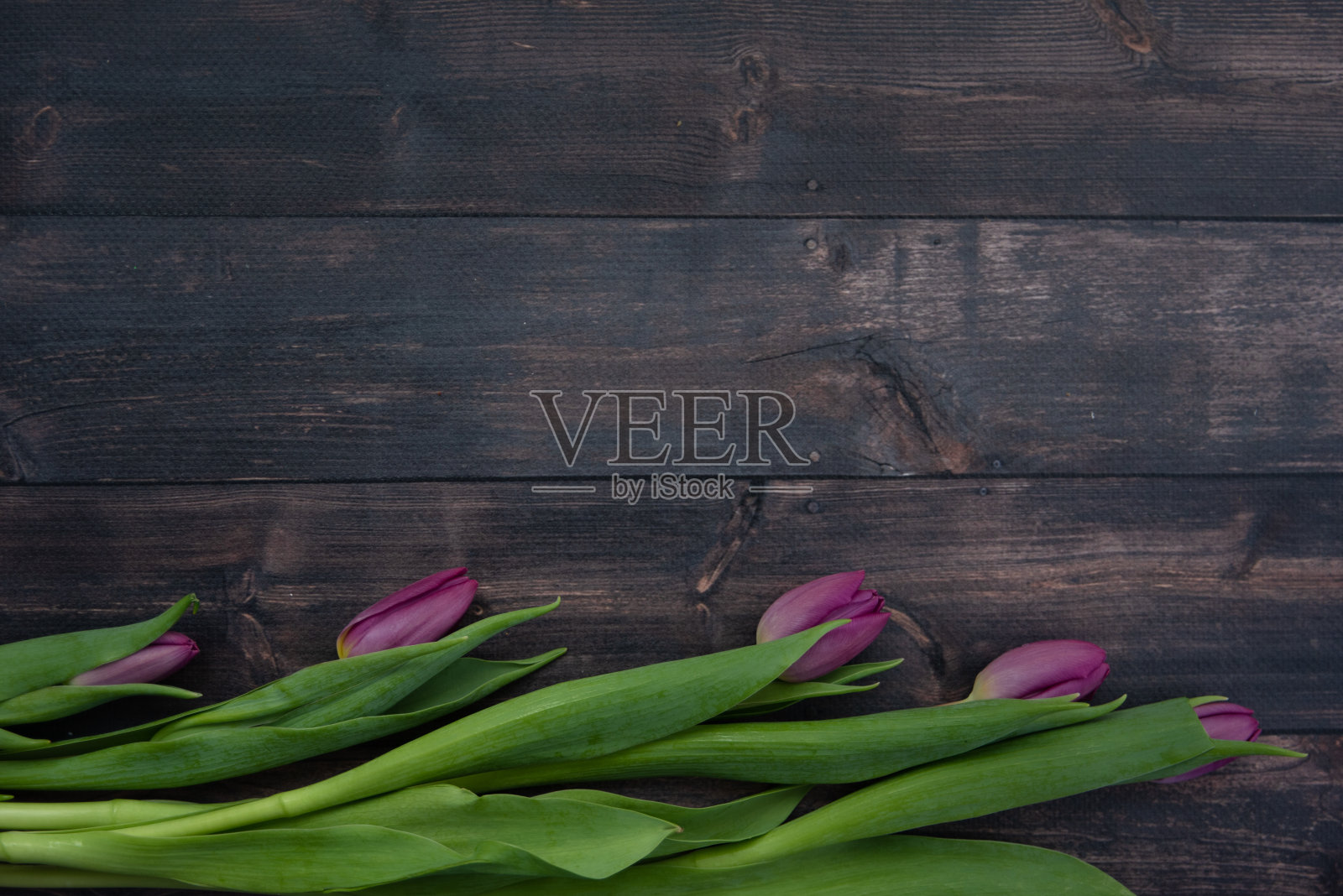 一朵紫色的郁金香花束，春天和复活节即将来临照片摄影图片