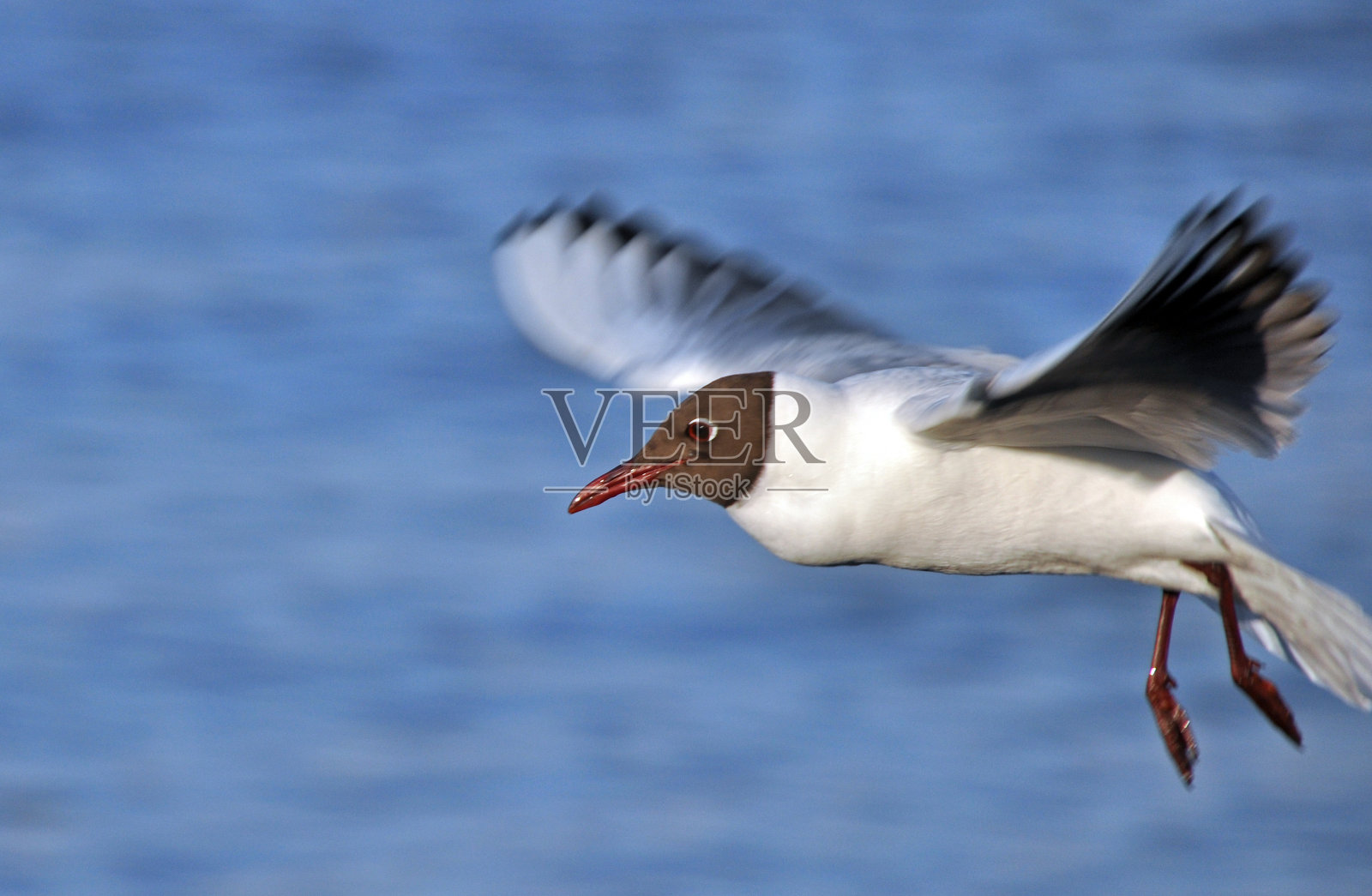 野生的海鸥在蓝天上飞翔，游泳照片摄影图片