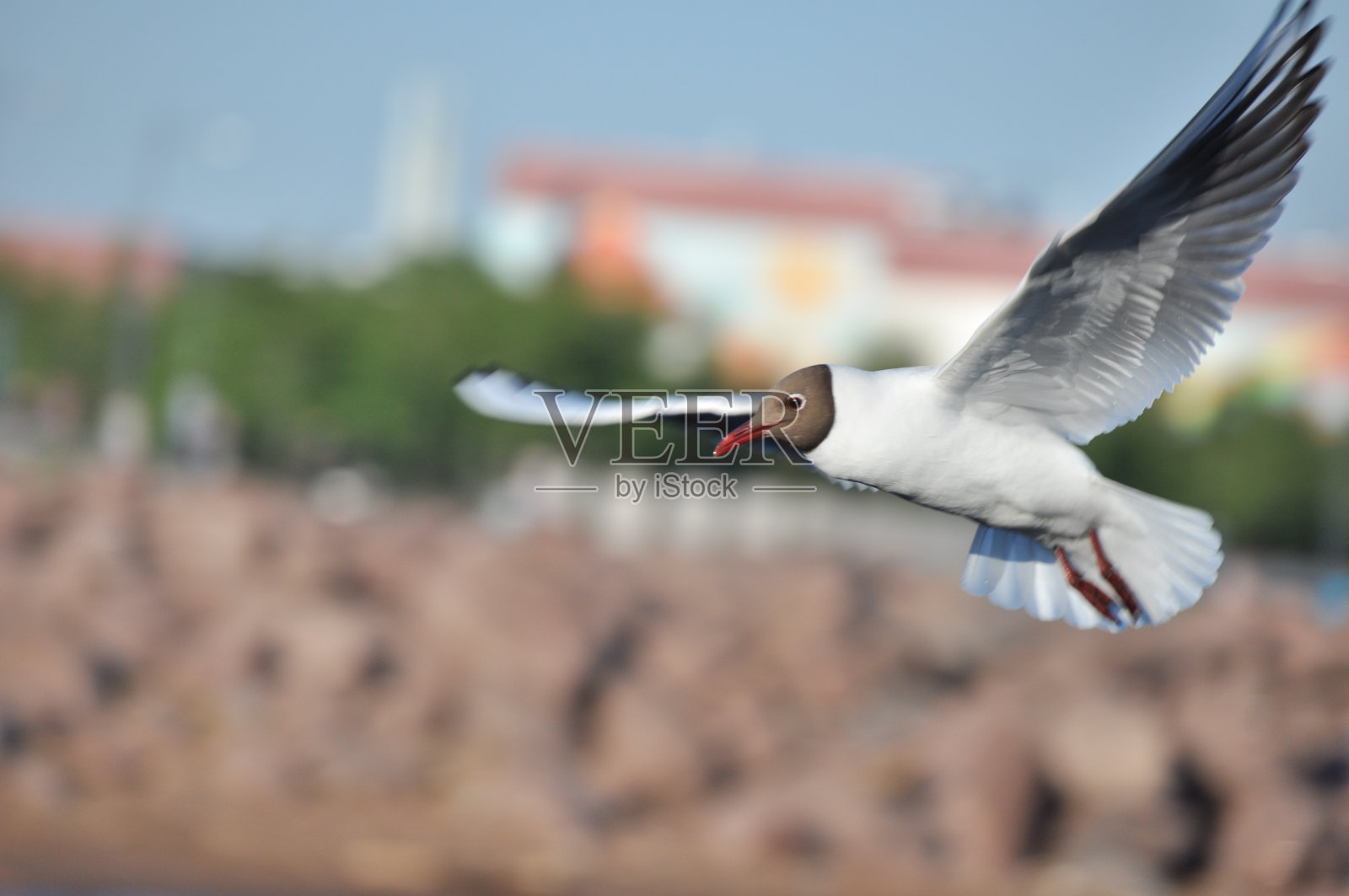 野生的海鸥在蓝天上飞翔，游泳照片摄影图片