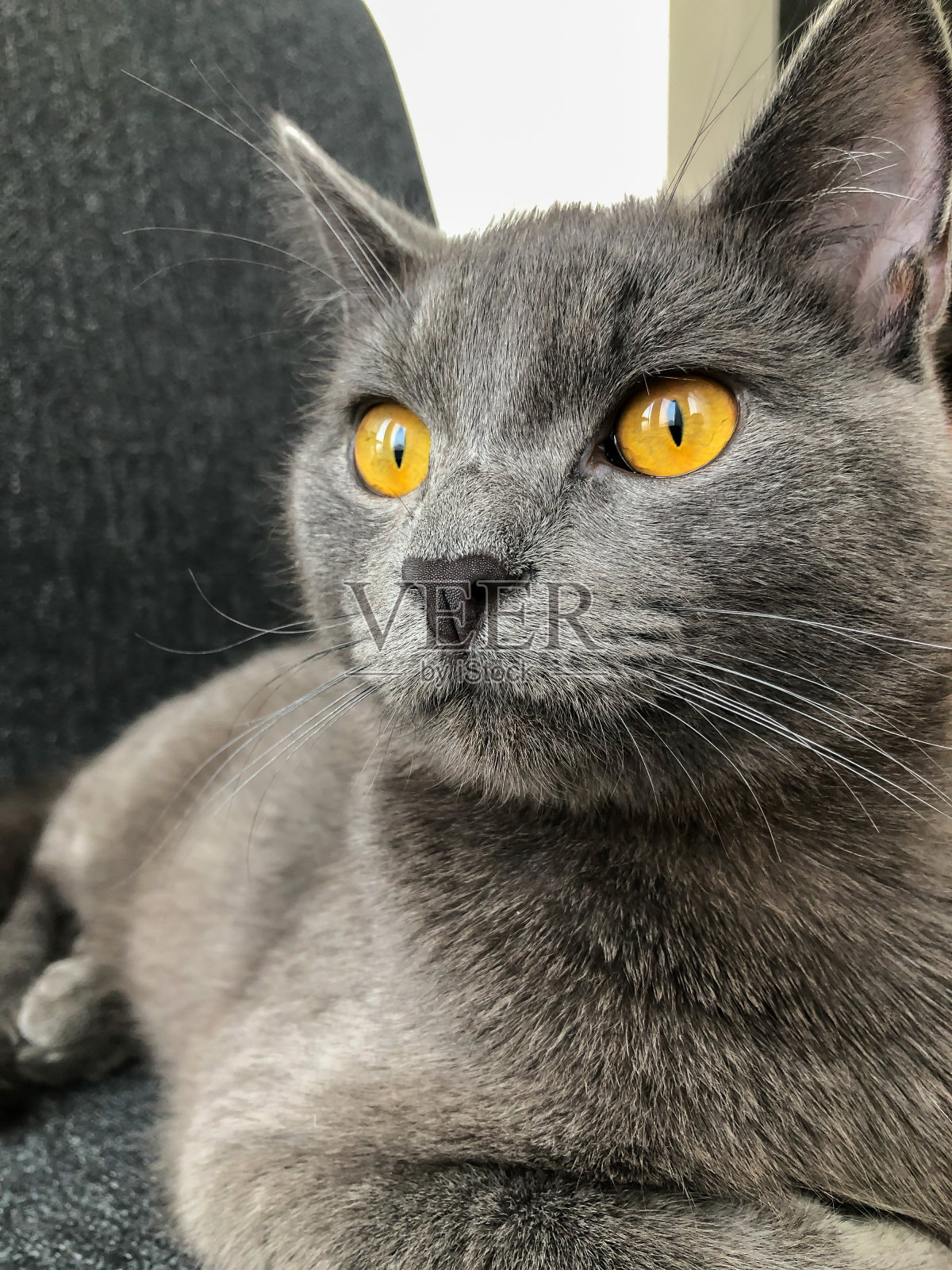 大眼睛灰猫特写照片摄影图片