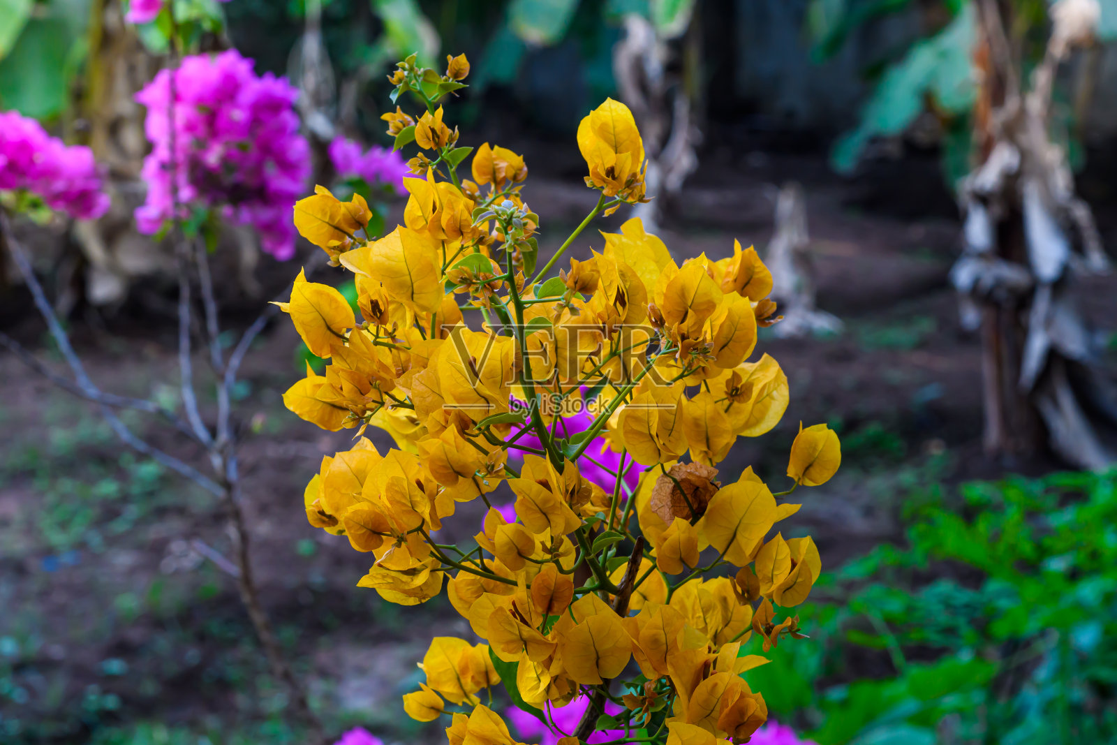 黄色三角梅花在花园与自然背景照片摄影图片