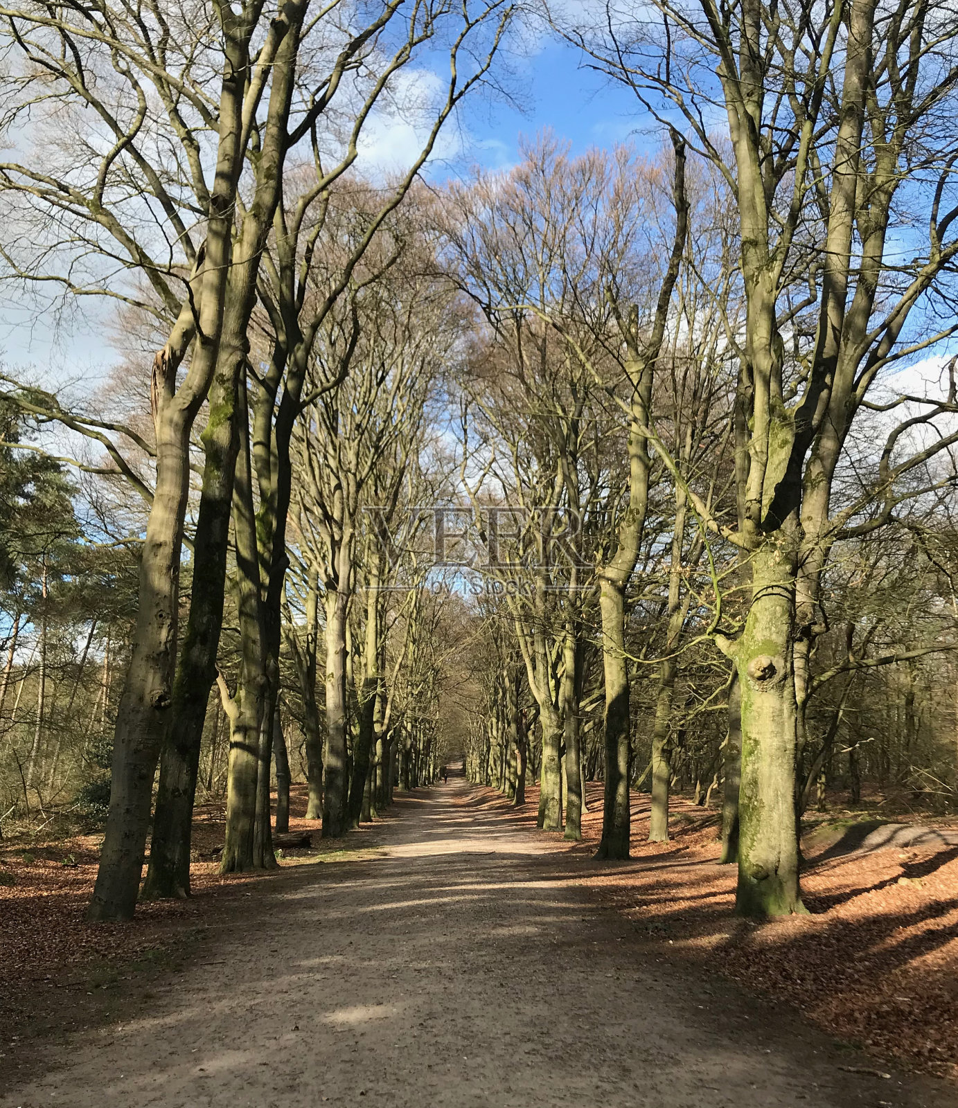 林间小路两旁的树木照片摄影图片