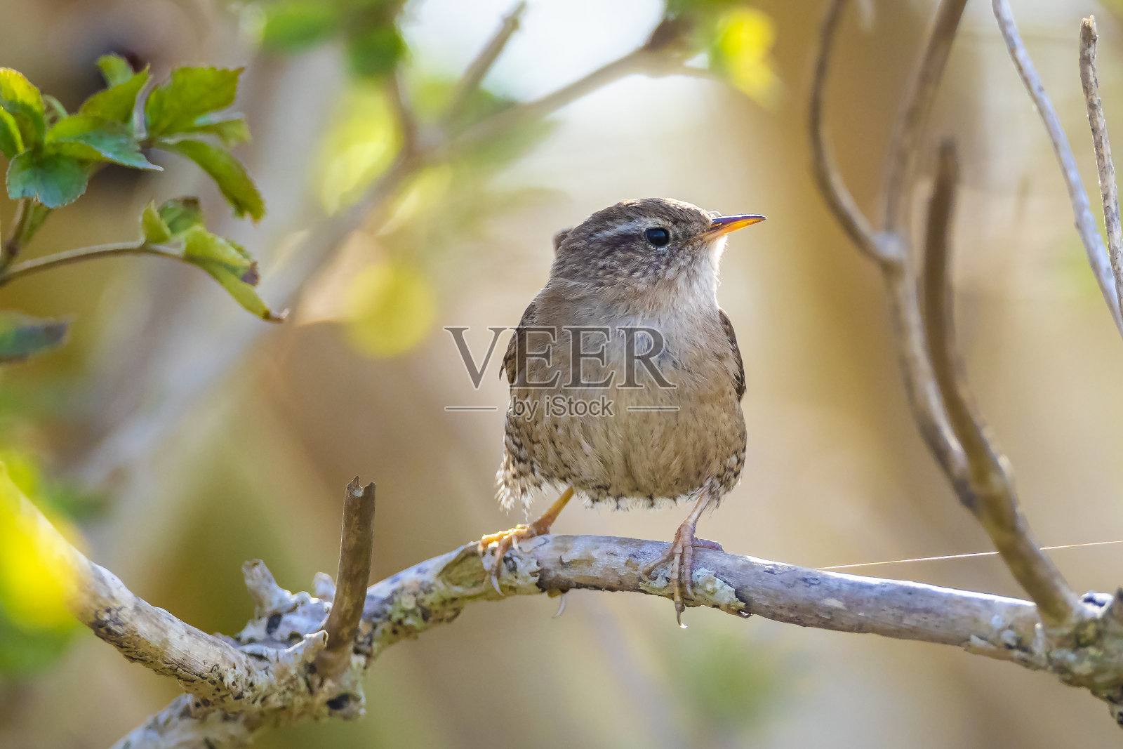 欧亚鹪鹩，穴居鸟，在春季展示、歌唱和交配照片摄影图片