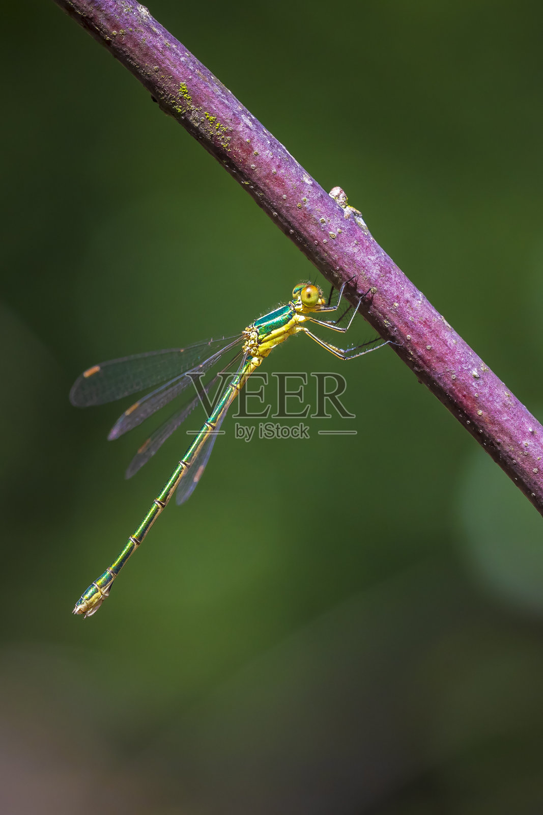 小翡翠蔓延翅膀达姆利，莱斯特斯维伦斯，照片摄影图片