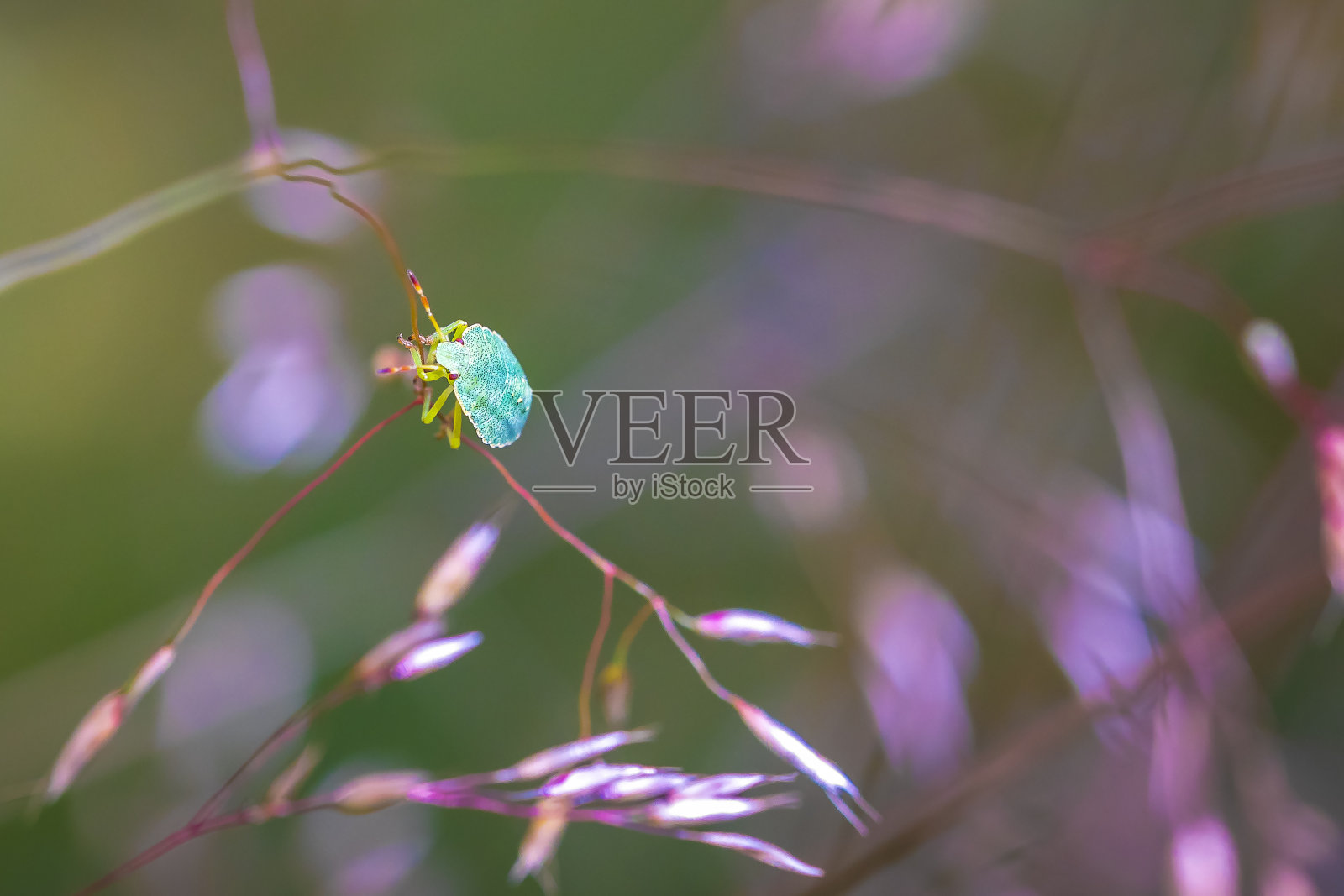 绿盾虫，Palomena prasina，软焦点照片摄影图片