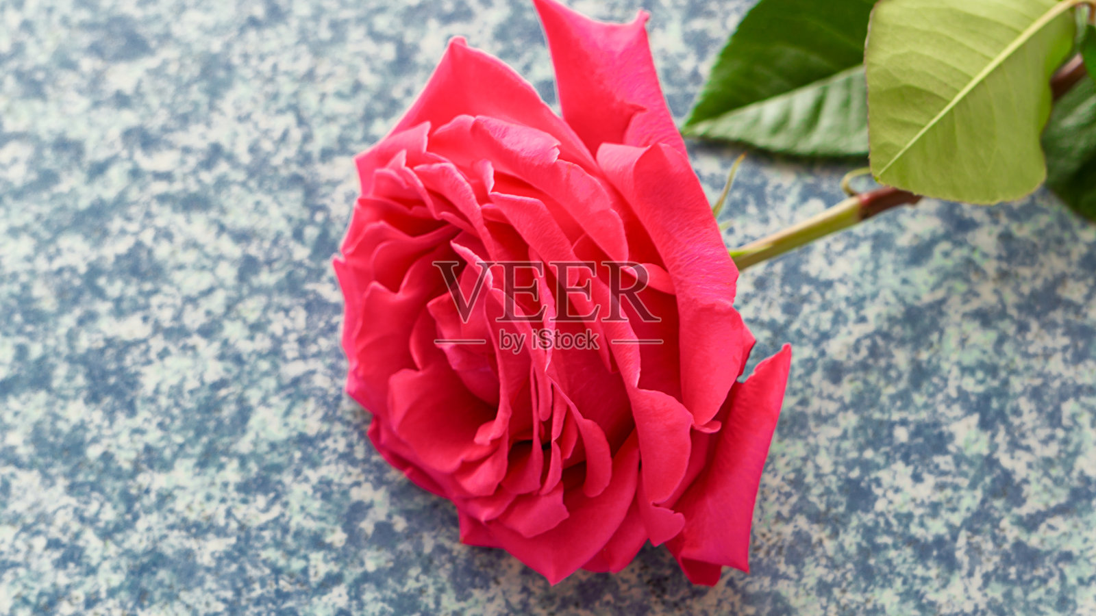 清晨蓝底的红玫瑰照片摄影图片