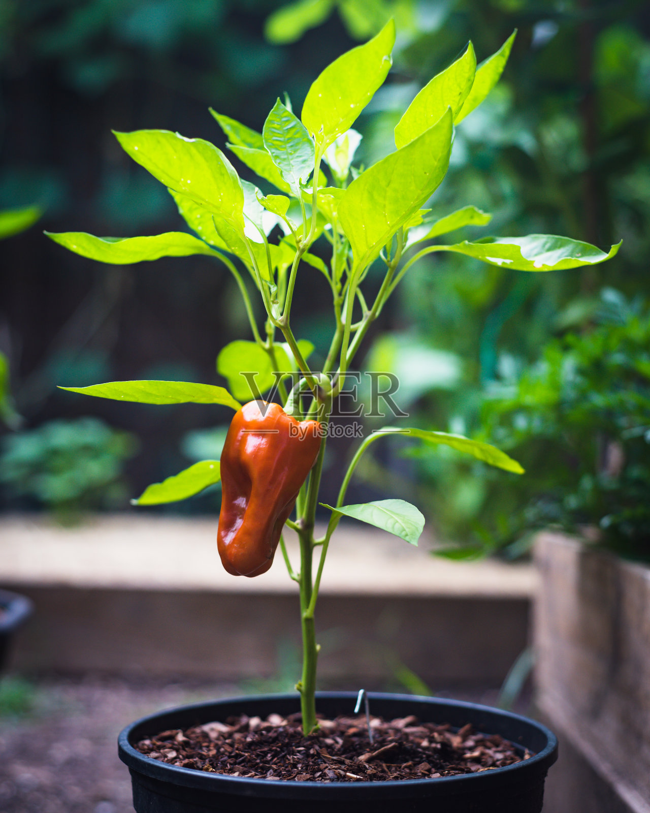 在德克萨斯州达拉斯附近的后院花园，塑料苗圃和木制凸起的苗床，种植着成熟的古巴辣椒果实和滴灌系统照片摄影图片