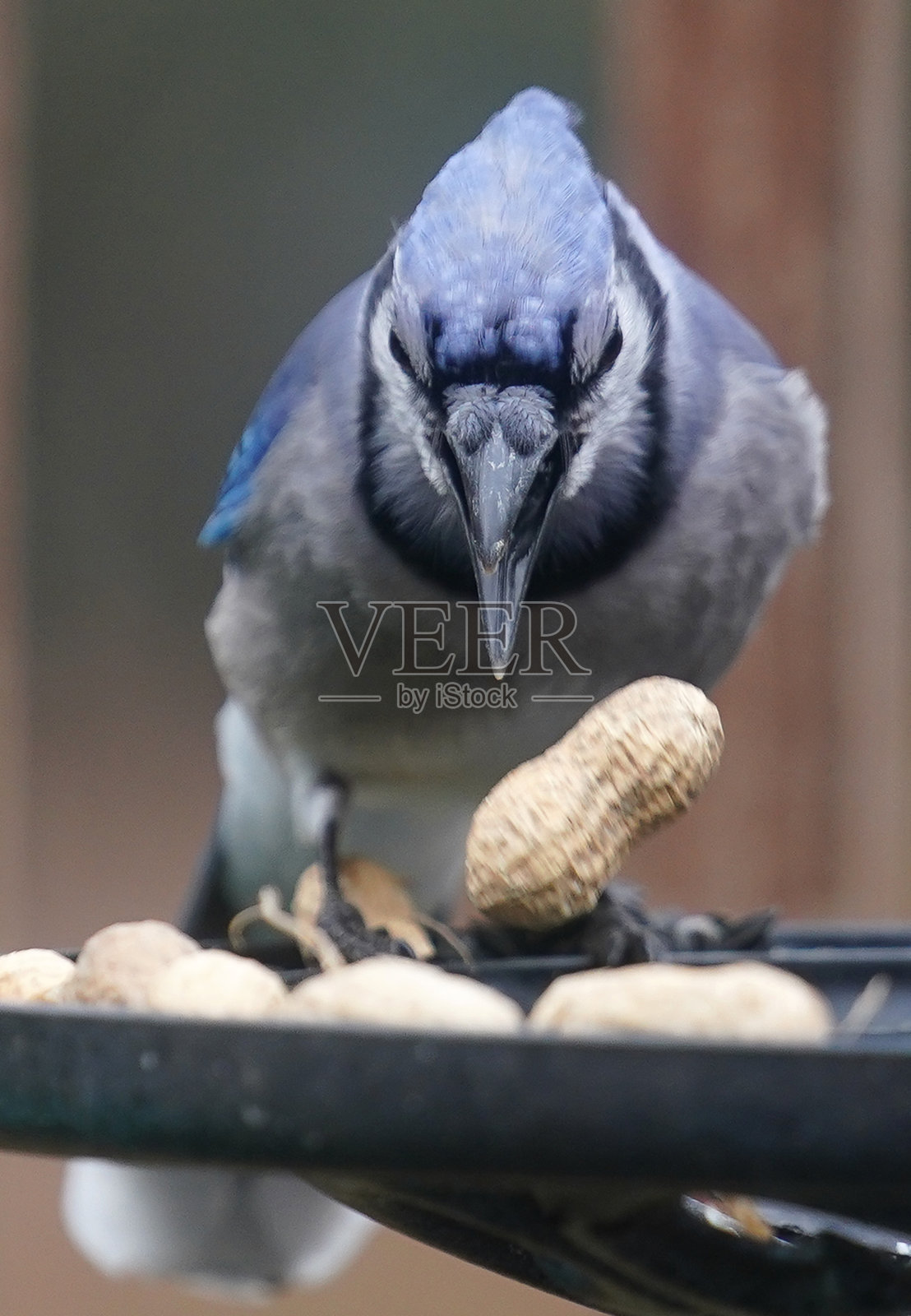 一只冠蓝鸦在后院的甲板上发现了一颗花生照片摄影图片