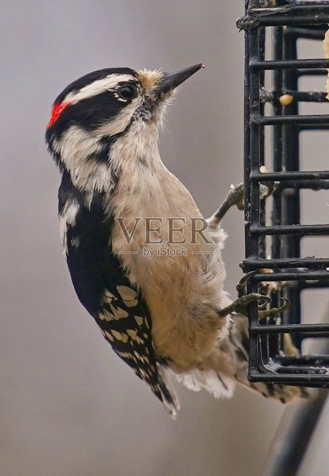 一只啄木鸟粘在板油喂食器的侧面照片摄影图片
