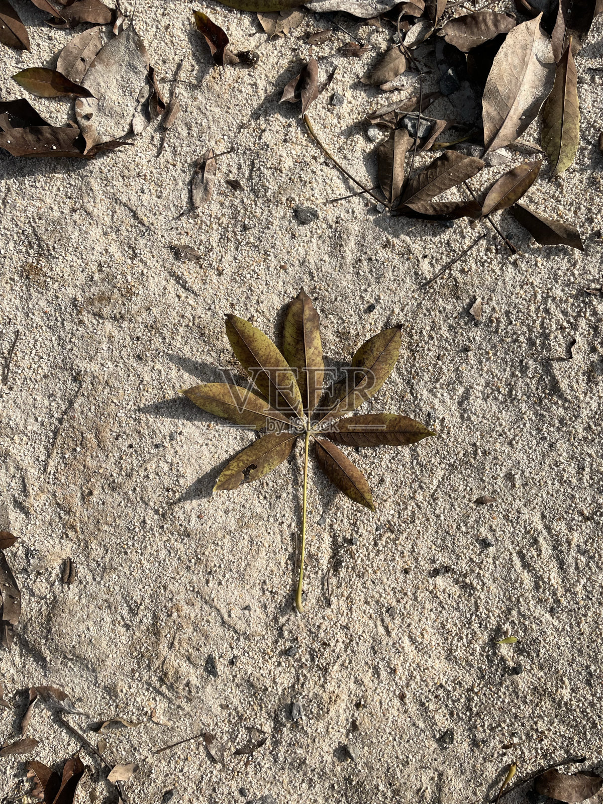星星形状的叶子照片摄影图片