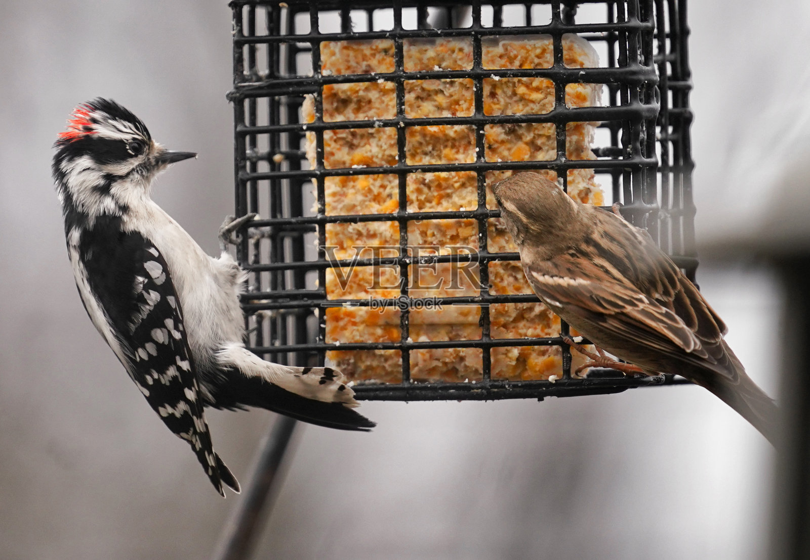 一只啄木鸟粘在板油喂食器的侧面照片摄影图片