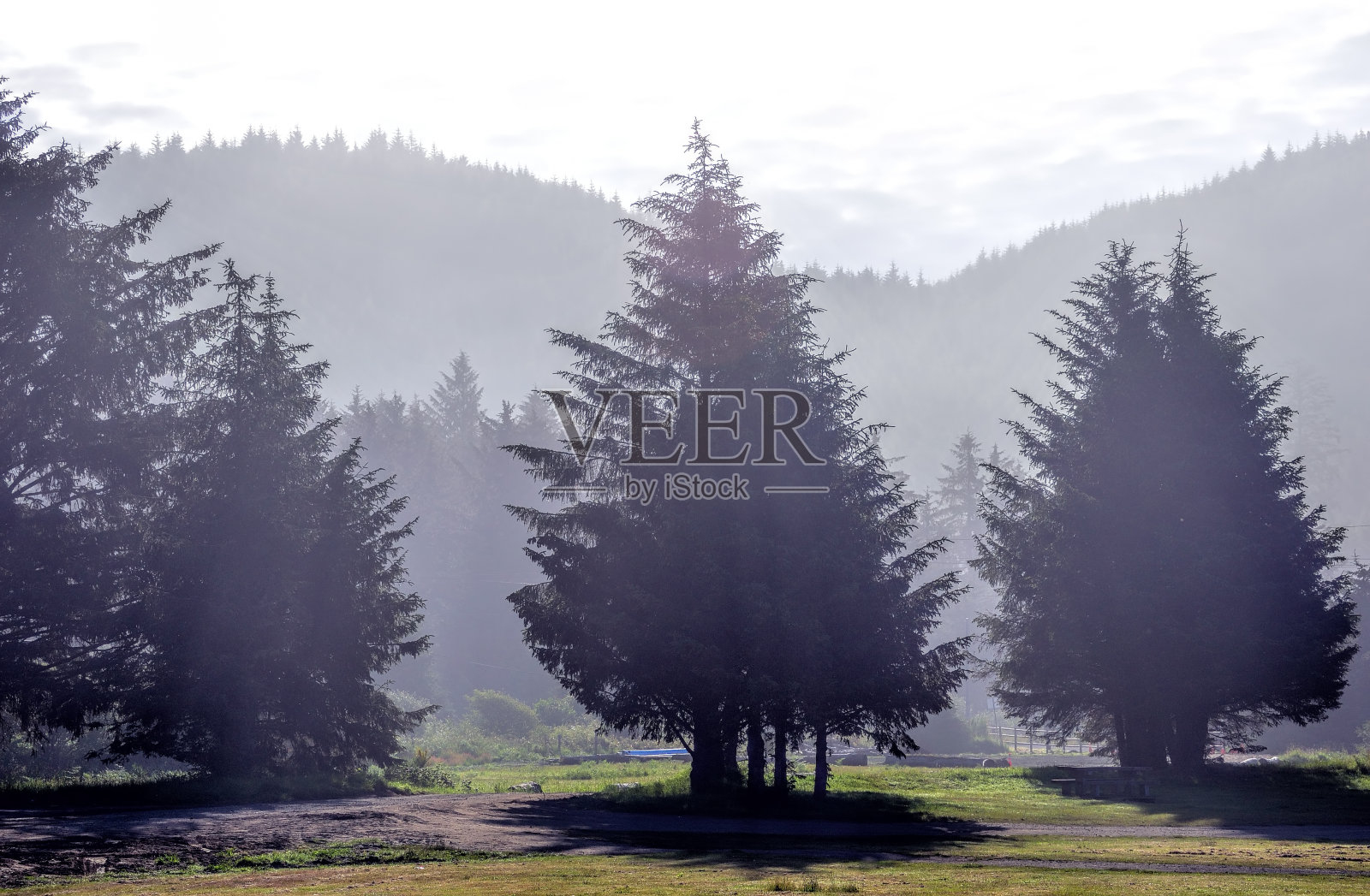 晨曦中的朦胧之树照片摄影图片