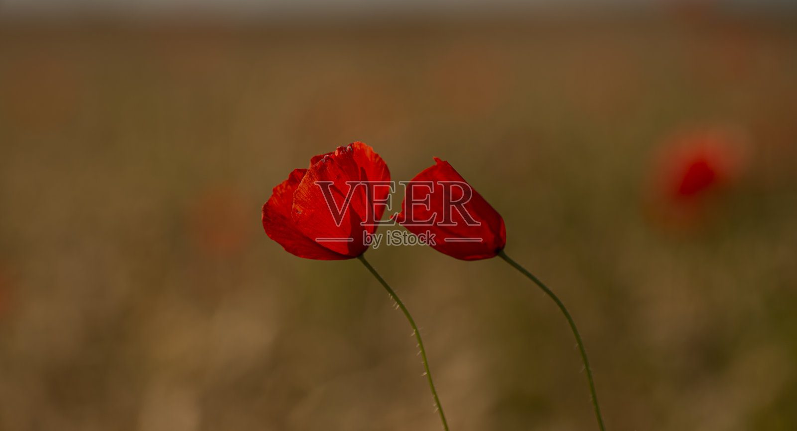 罂粟照片摄影图片