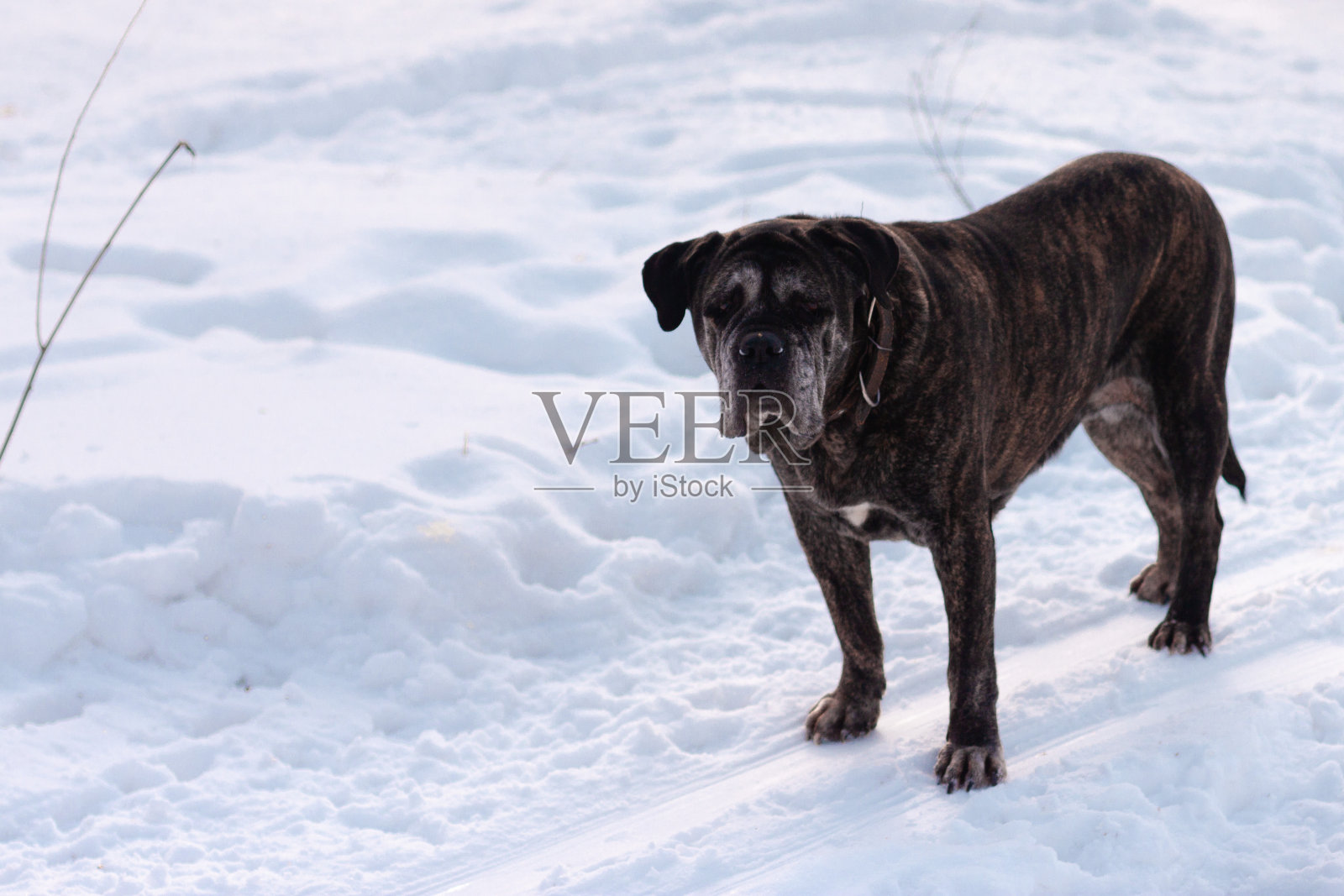 在一个下雪的冬天，一只黑色的猎犬正盯着马路照片摄影图片