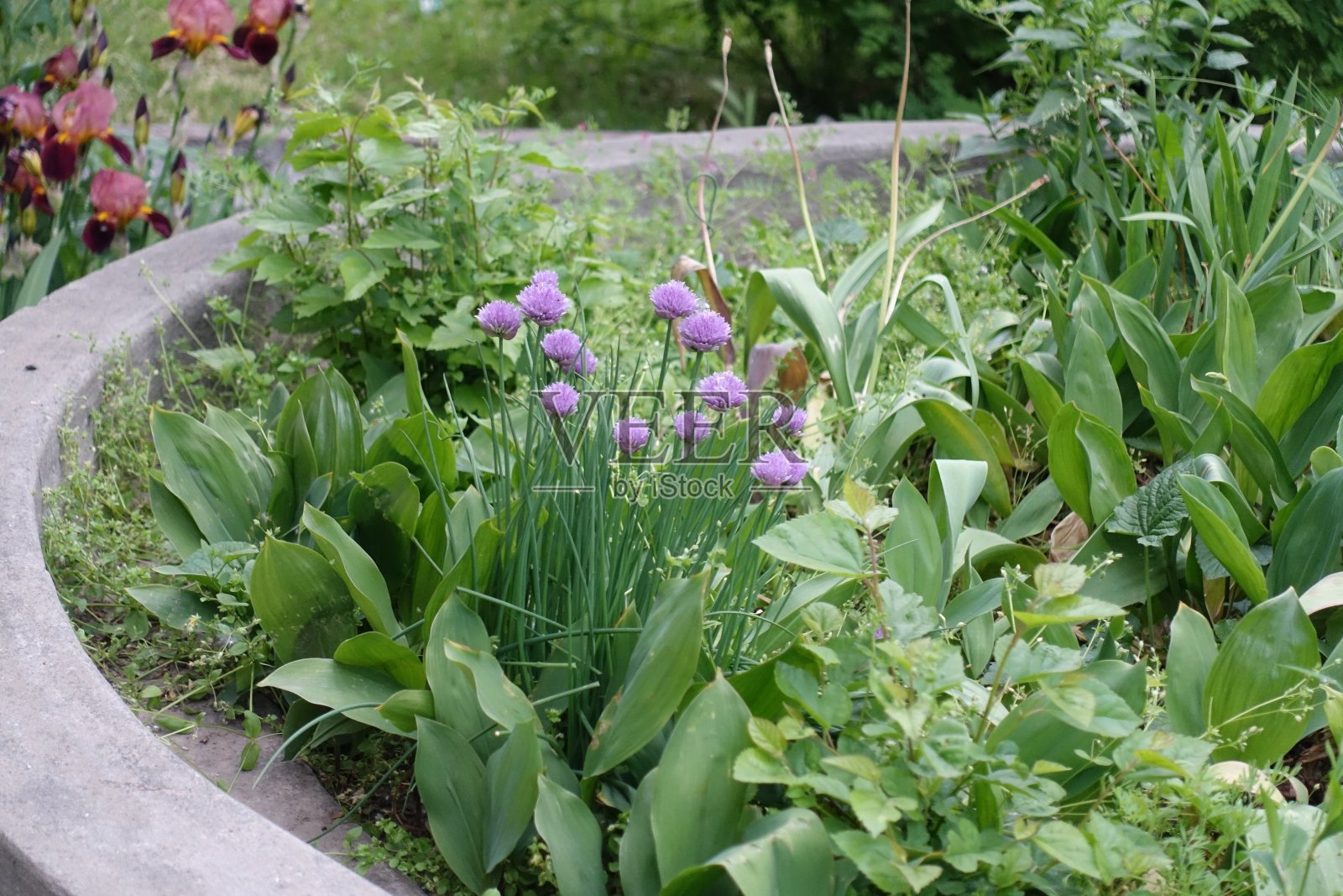 五月的几朵紫红色韭菜花照片摄影图片