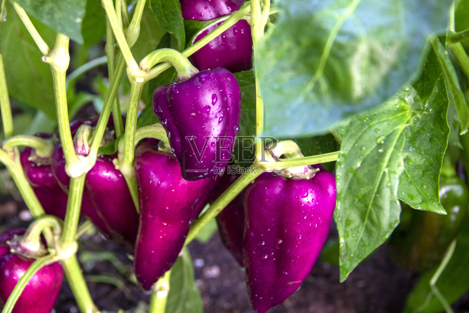 成熟的紫椒作物枝条上长有一株温室植物，是环保产品。农业，乡村菜园和蔬菜园，种植蔬菜。维生素、素食者照片摄影图片