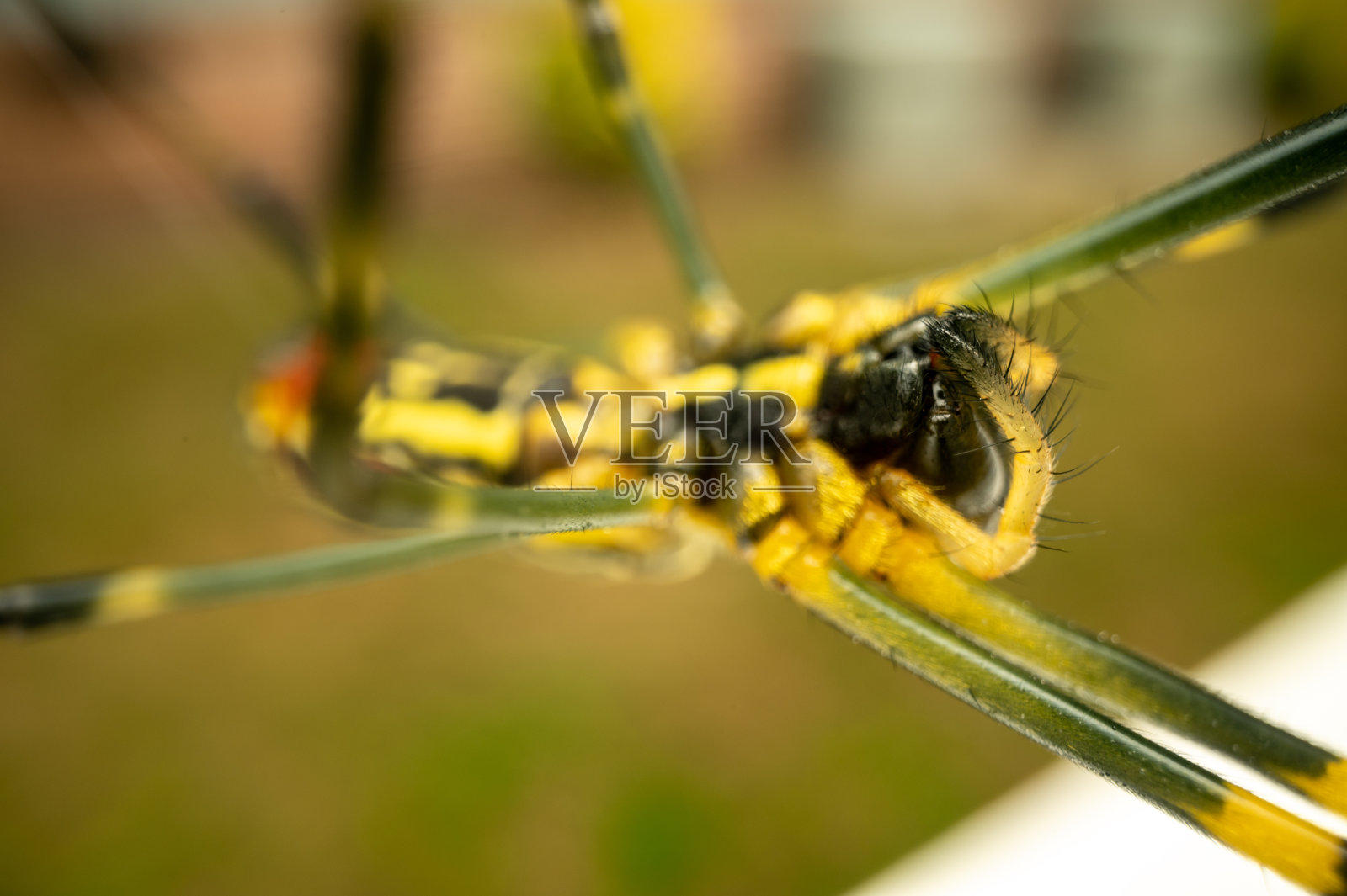 乔罗·蜘蛛的眼睛和脸照片摄影图片