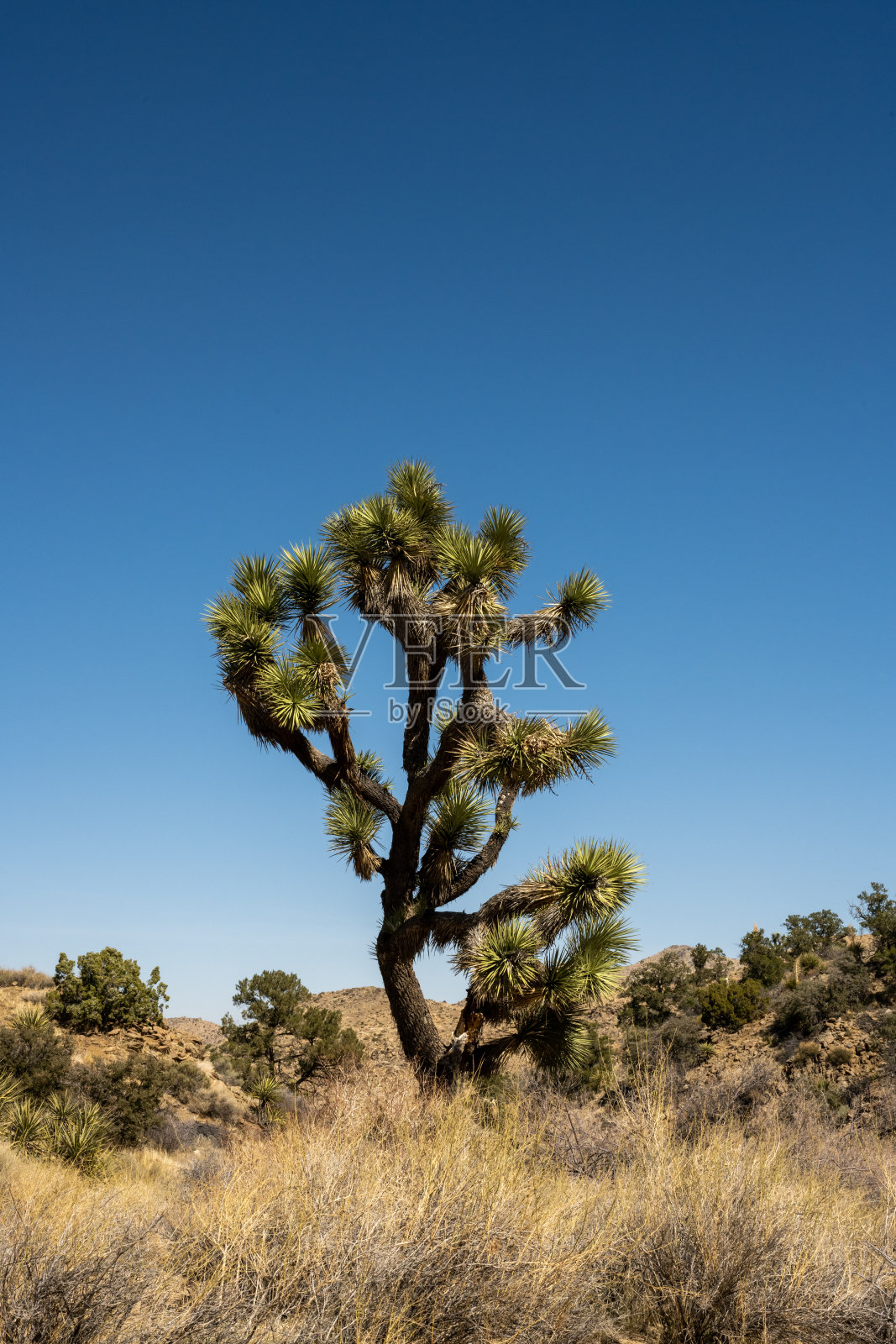 单个粗糙的约书亚树伸出上面的灌木丛围绕它照片摄影图片