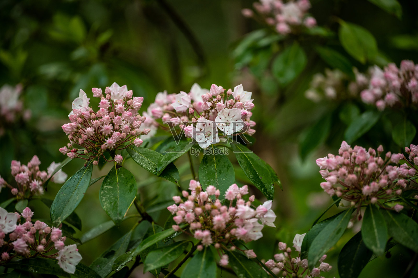 春雨后山月桂的淡粉色花照片摄影图片
