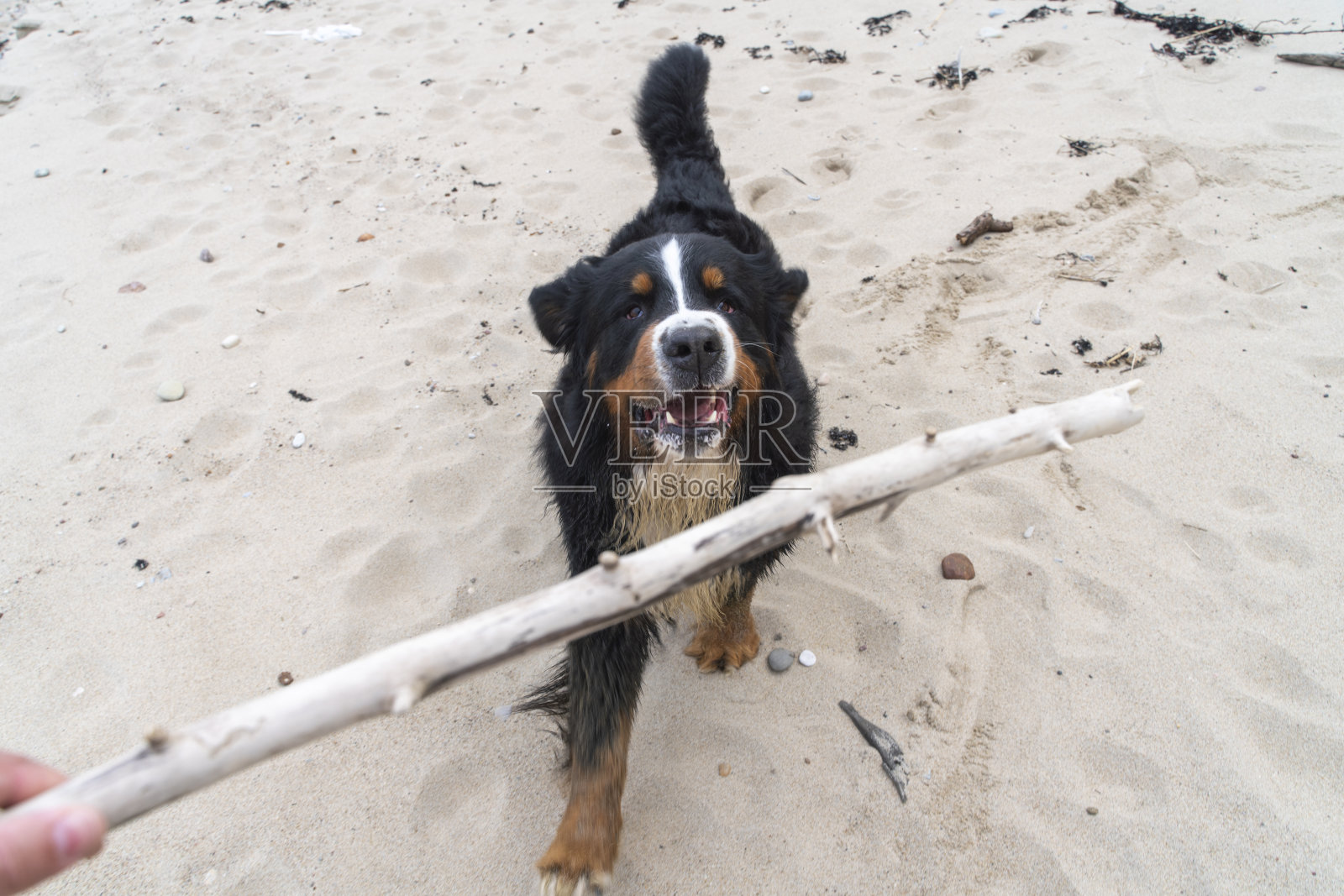 一只名叫zenenhund的伯尔尼山狗正在沙滩上模仿主人的攻击和打斗动作，和主人一起玩耍。照片摄影图片